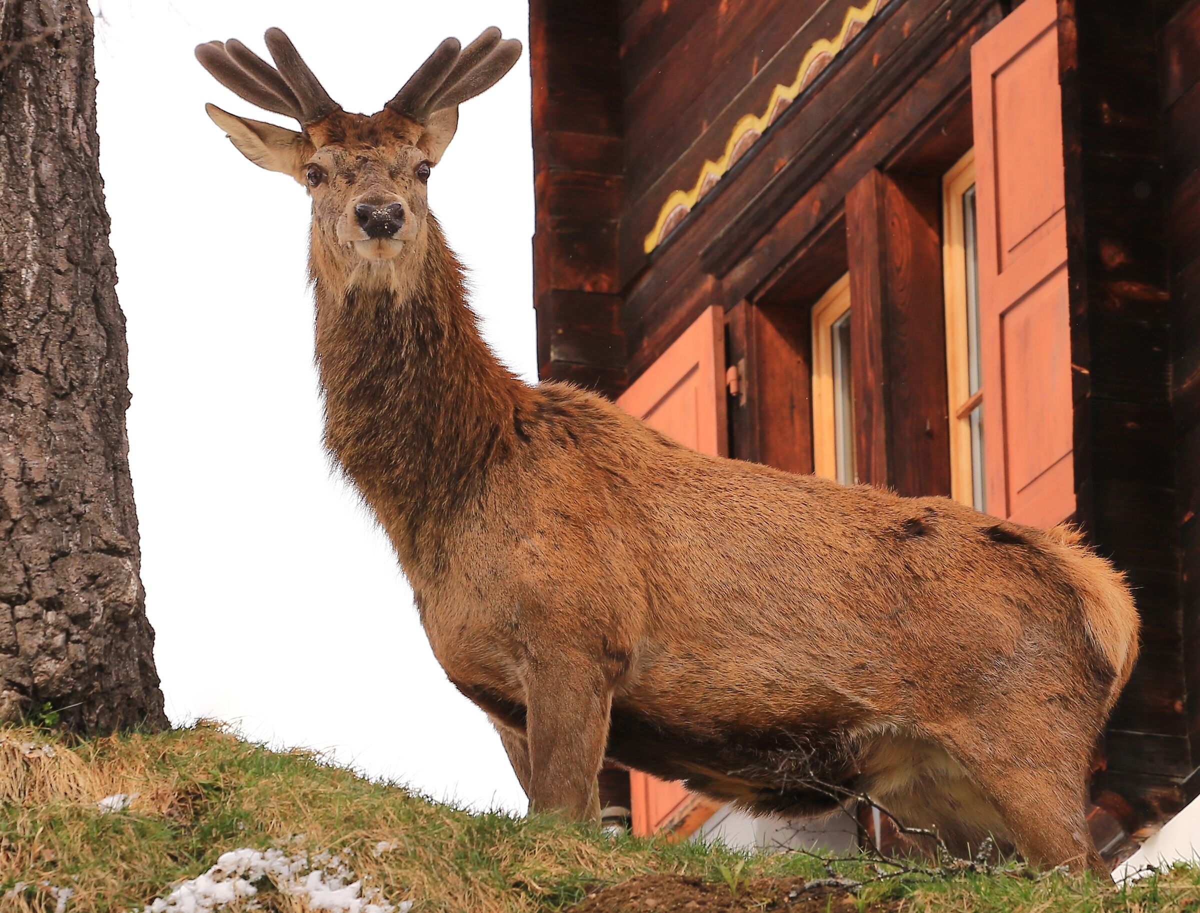 Deer Looking for food