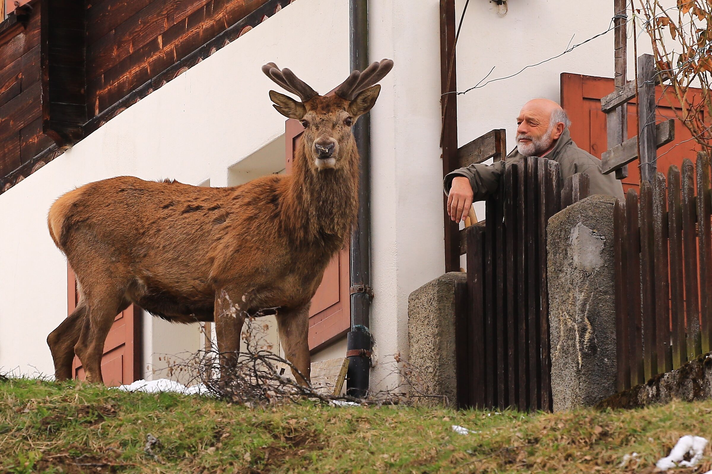 Deer looking for food near houses