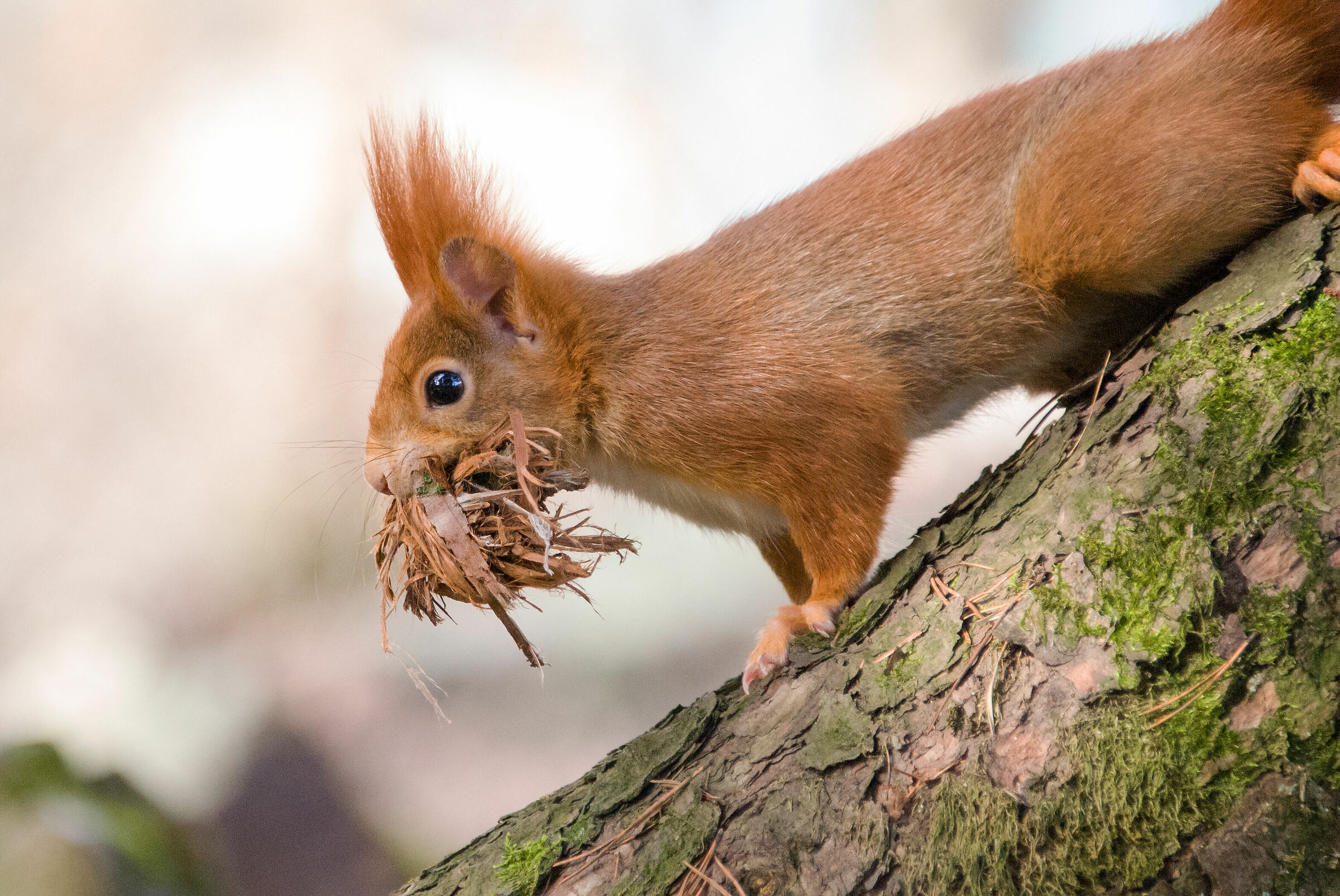 Red Squirrel