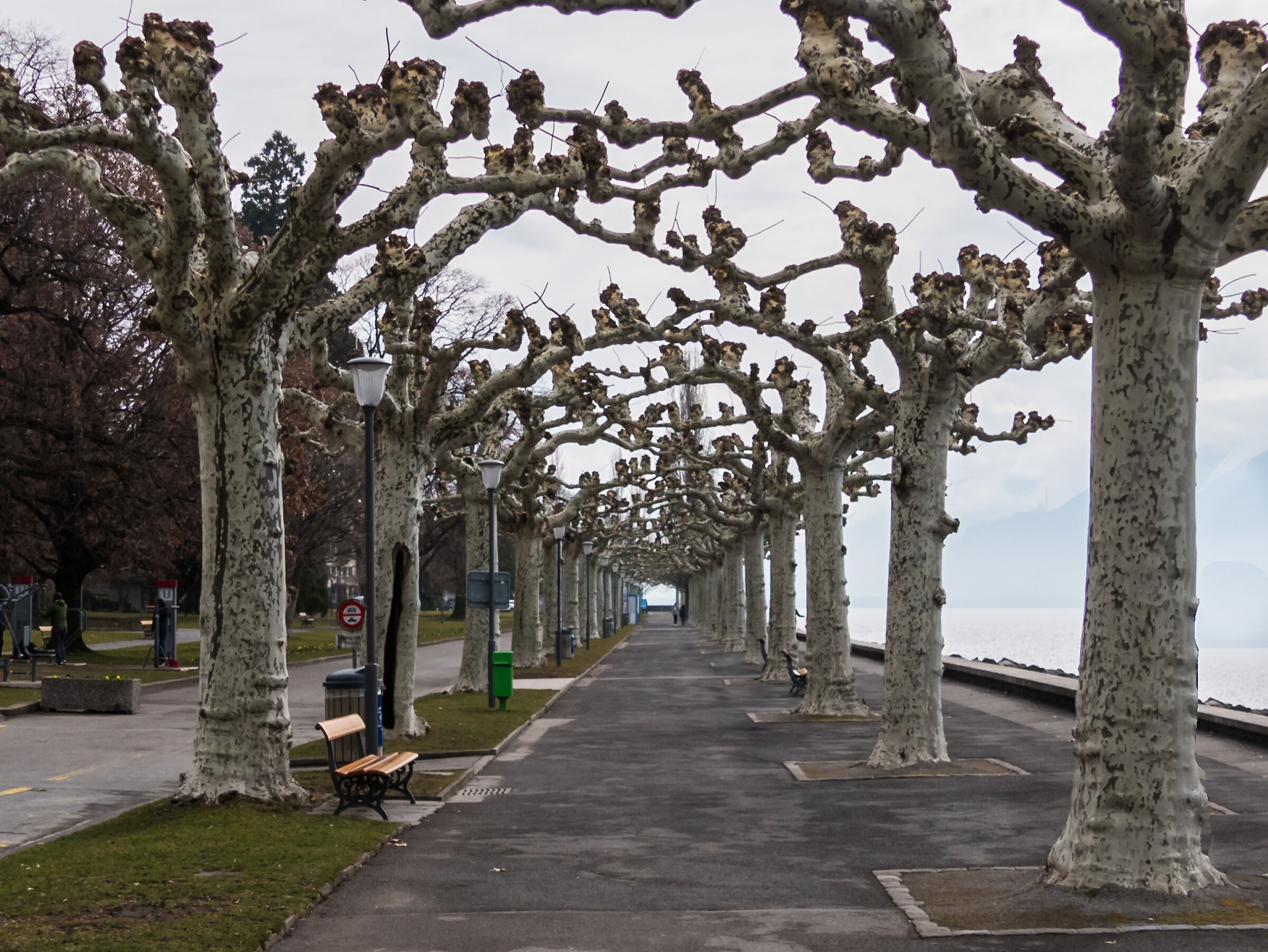 Trees-Lakefront-Vevey