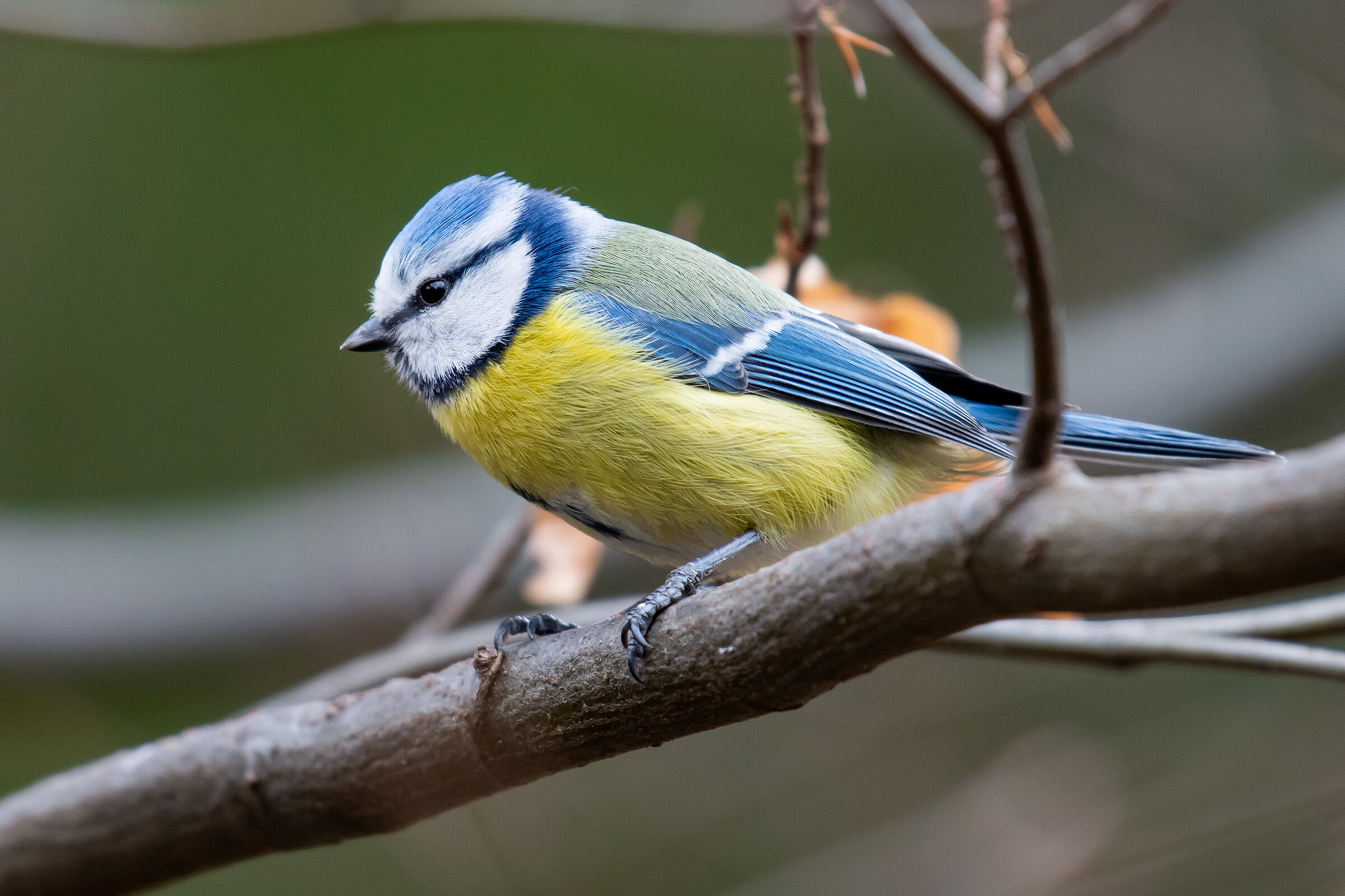Nel boschetto delle cinciarelle