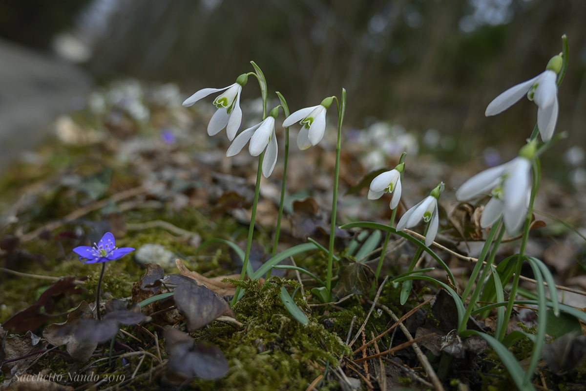 Aspettando la primavera