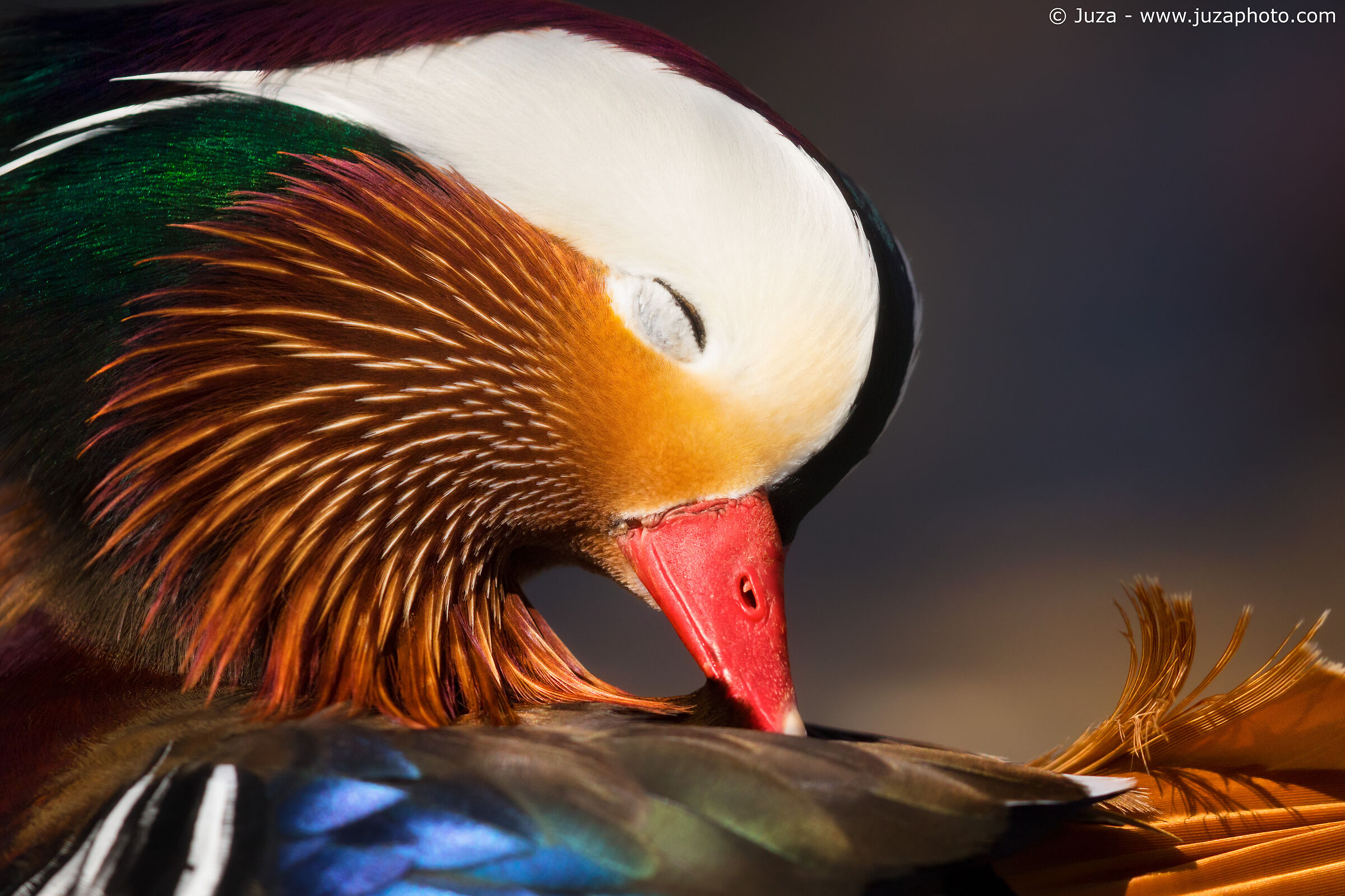 Portrait of Mandarin Duck
