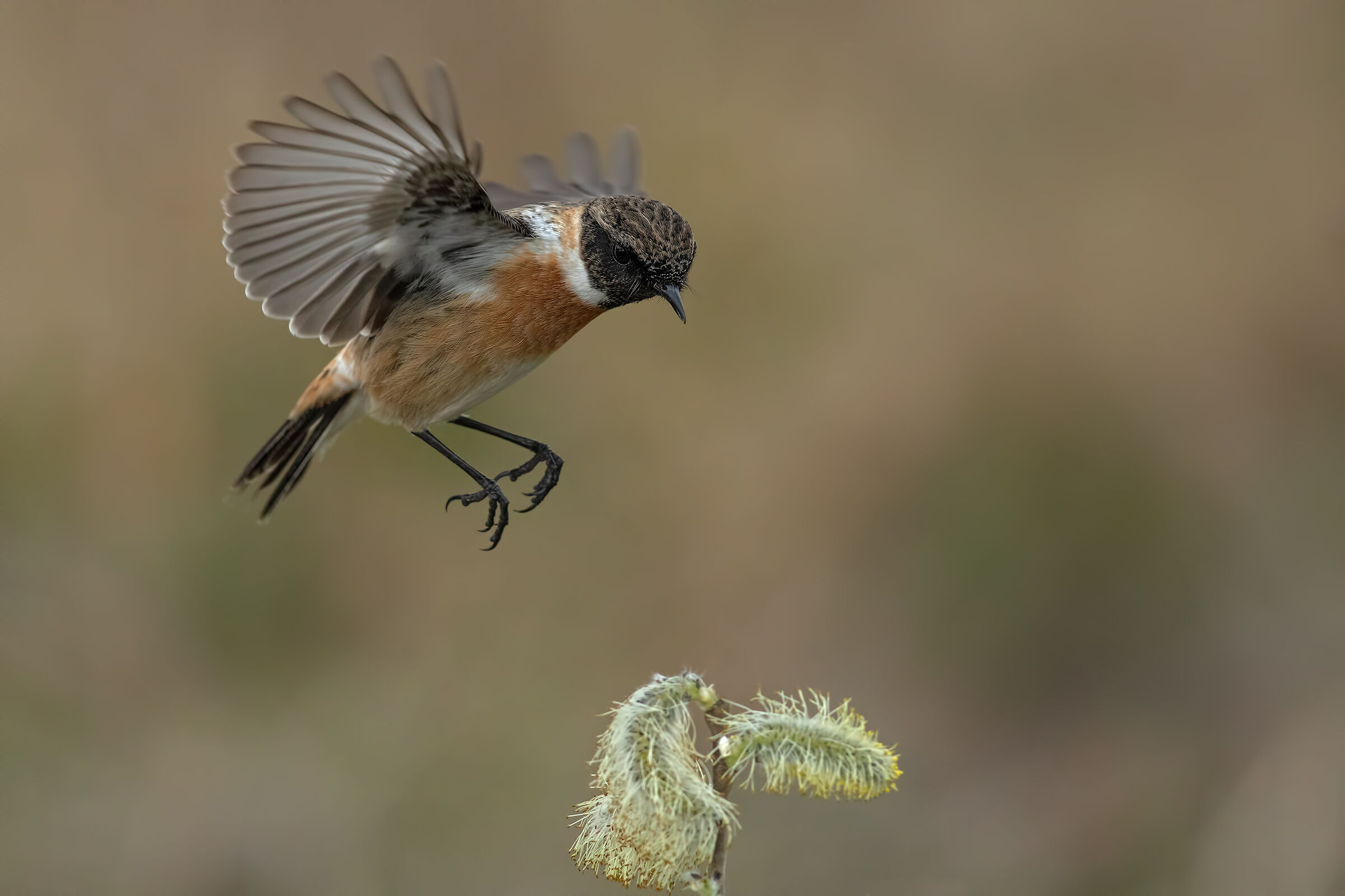 Saltimpalo-European Stonechat