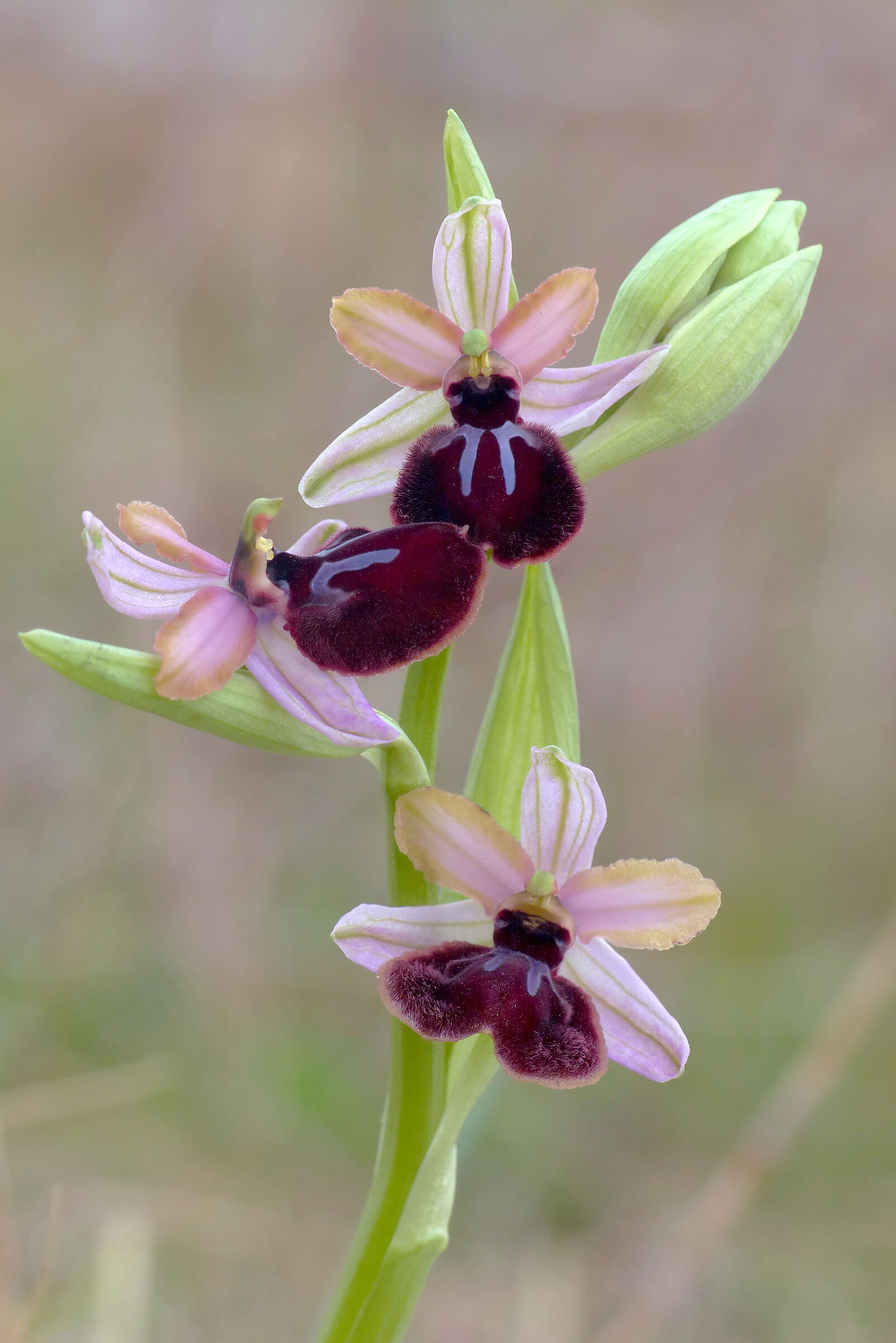 Ophrys sipontensis