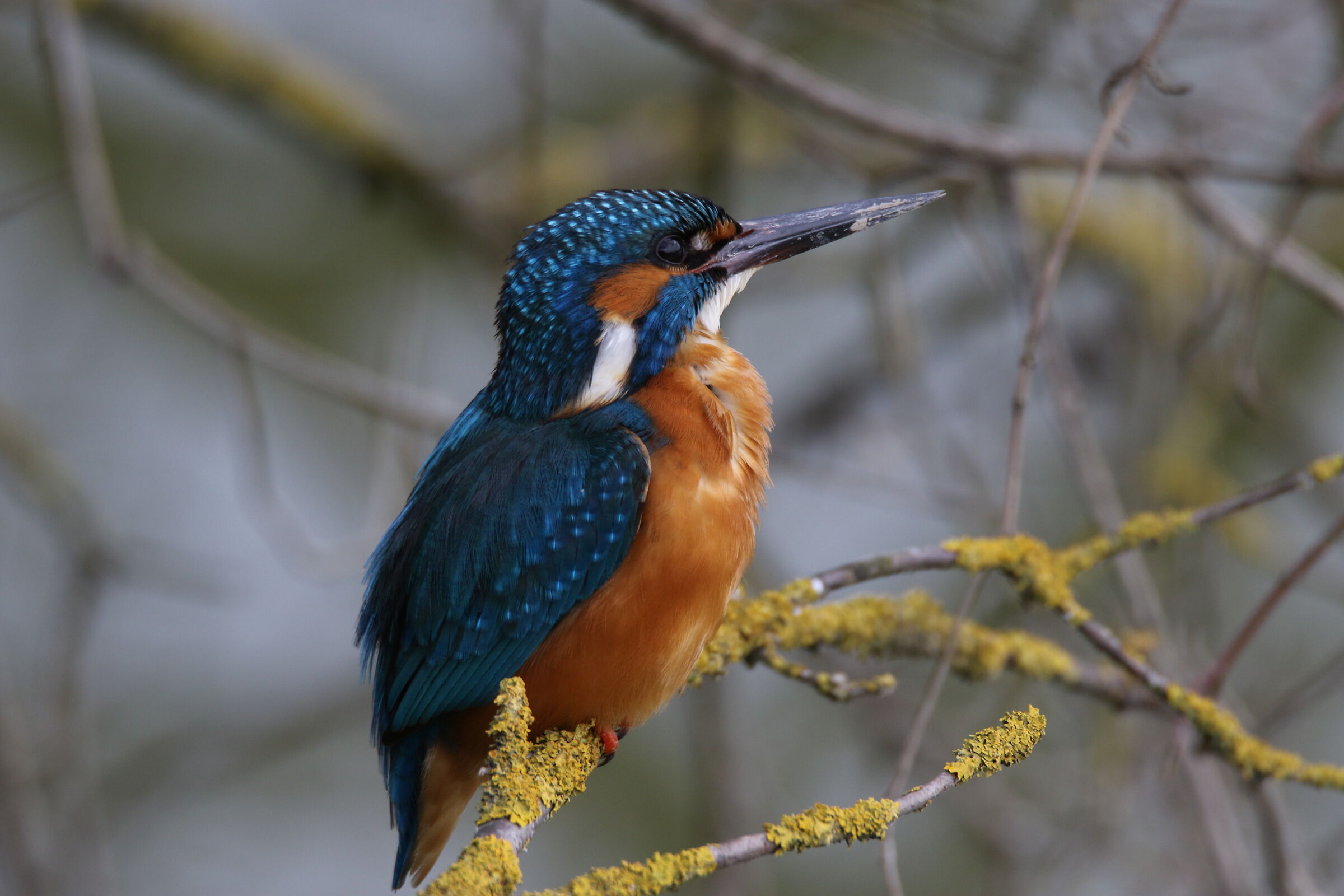 Kingfisher