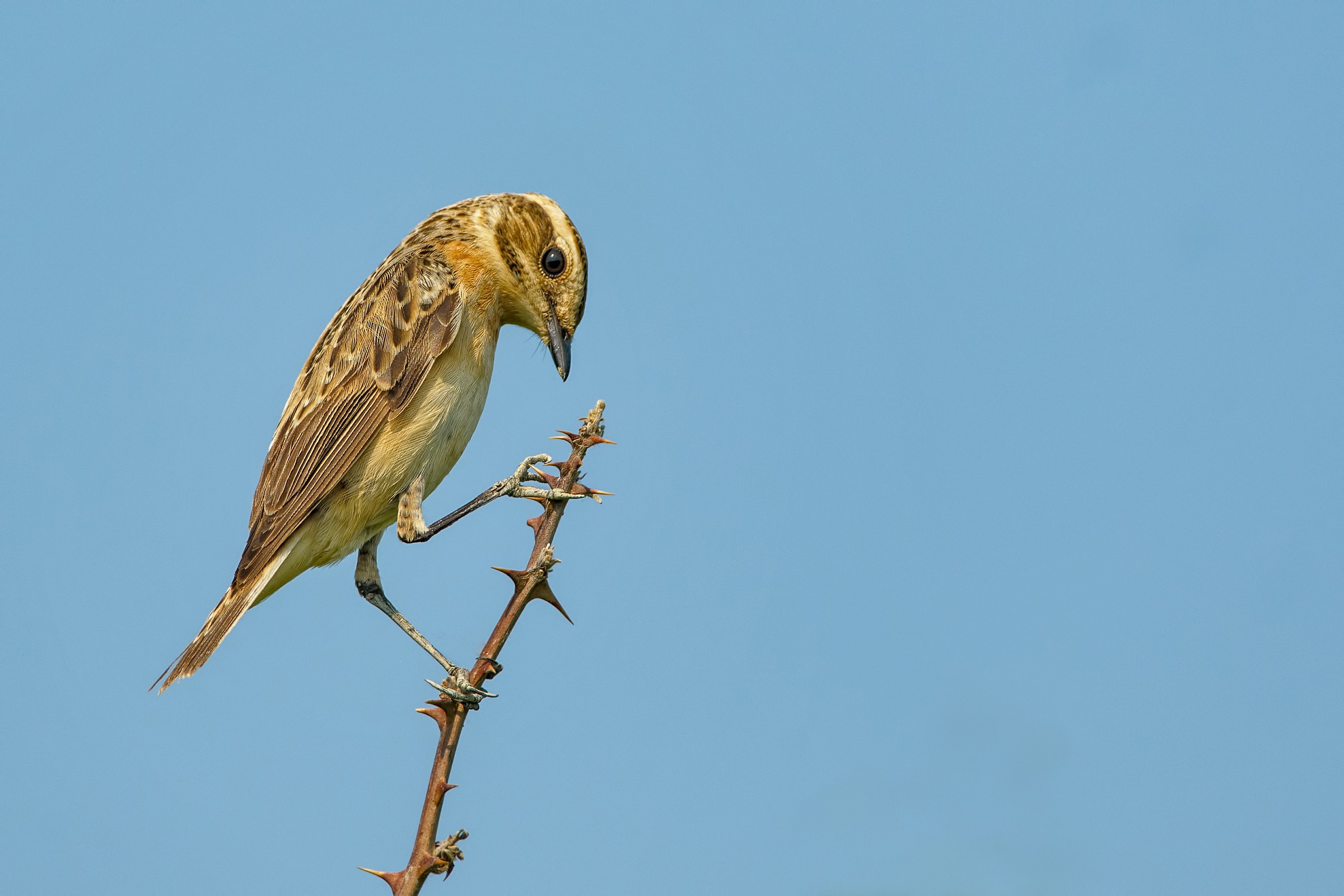 Whinchat Saxicola rubetra