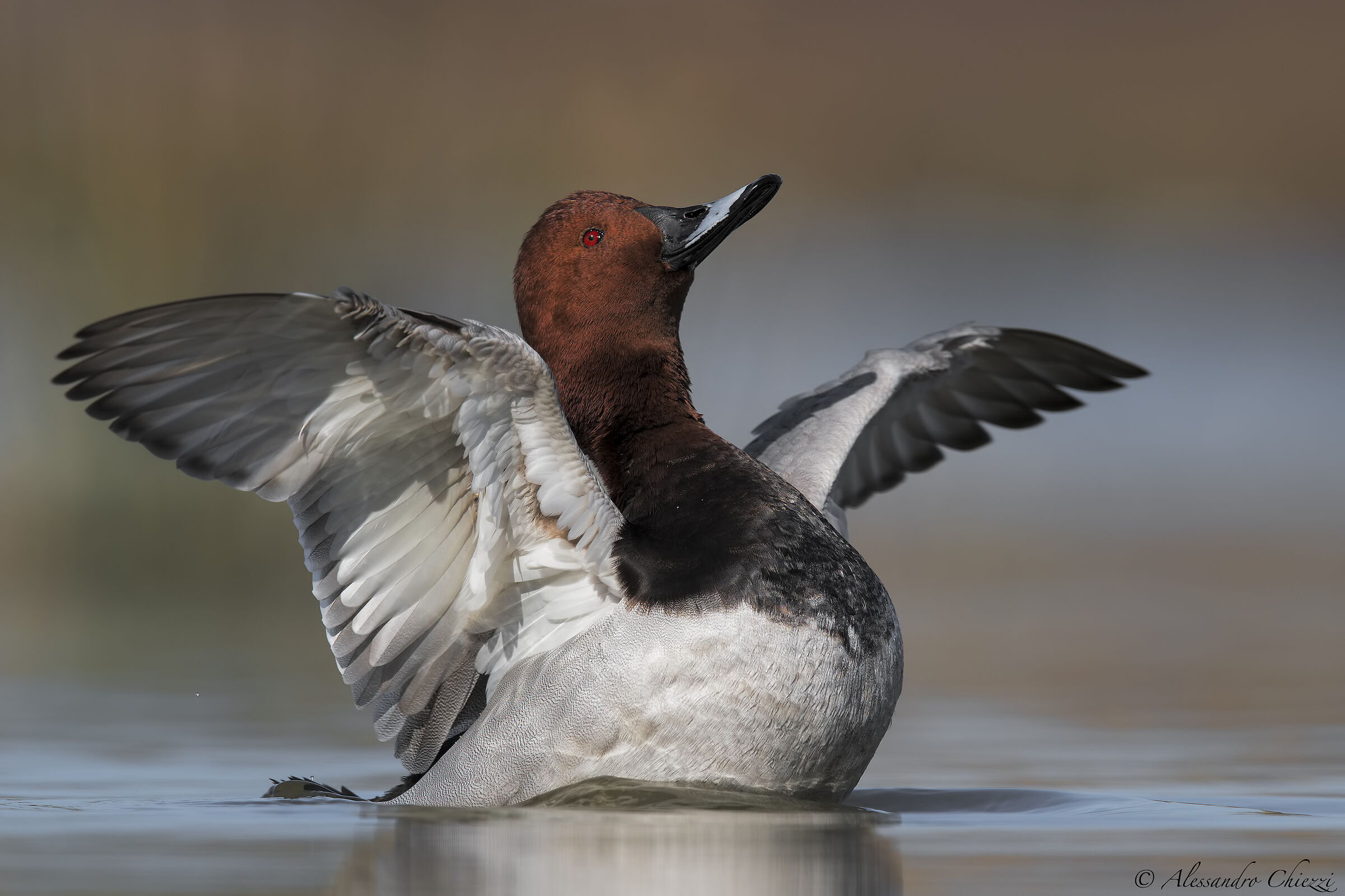The greeting of the Pochard