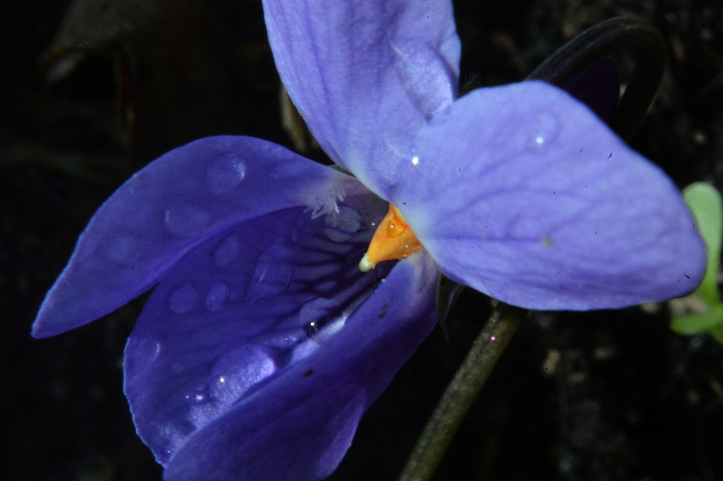 Il tempo delle viole é arrivato ?