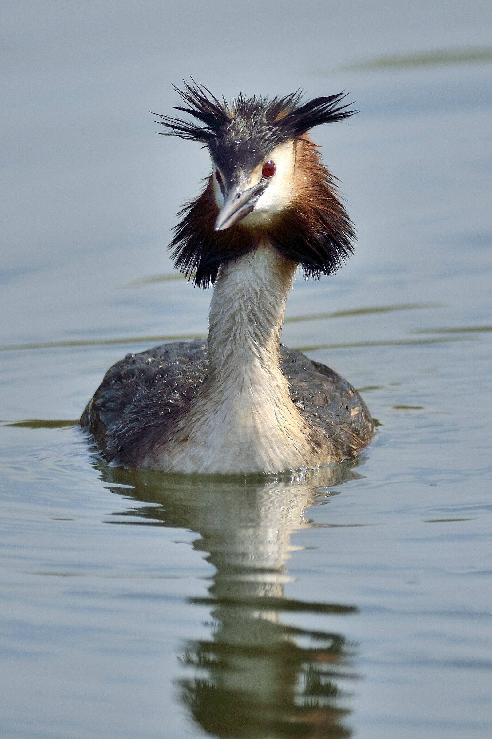 Grebe