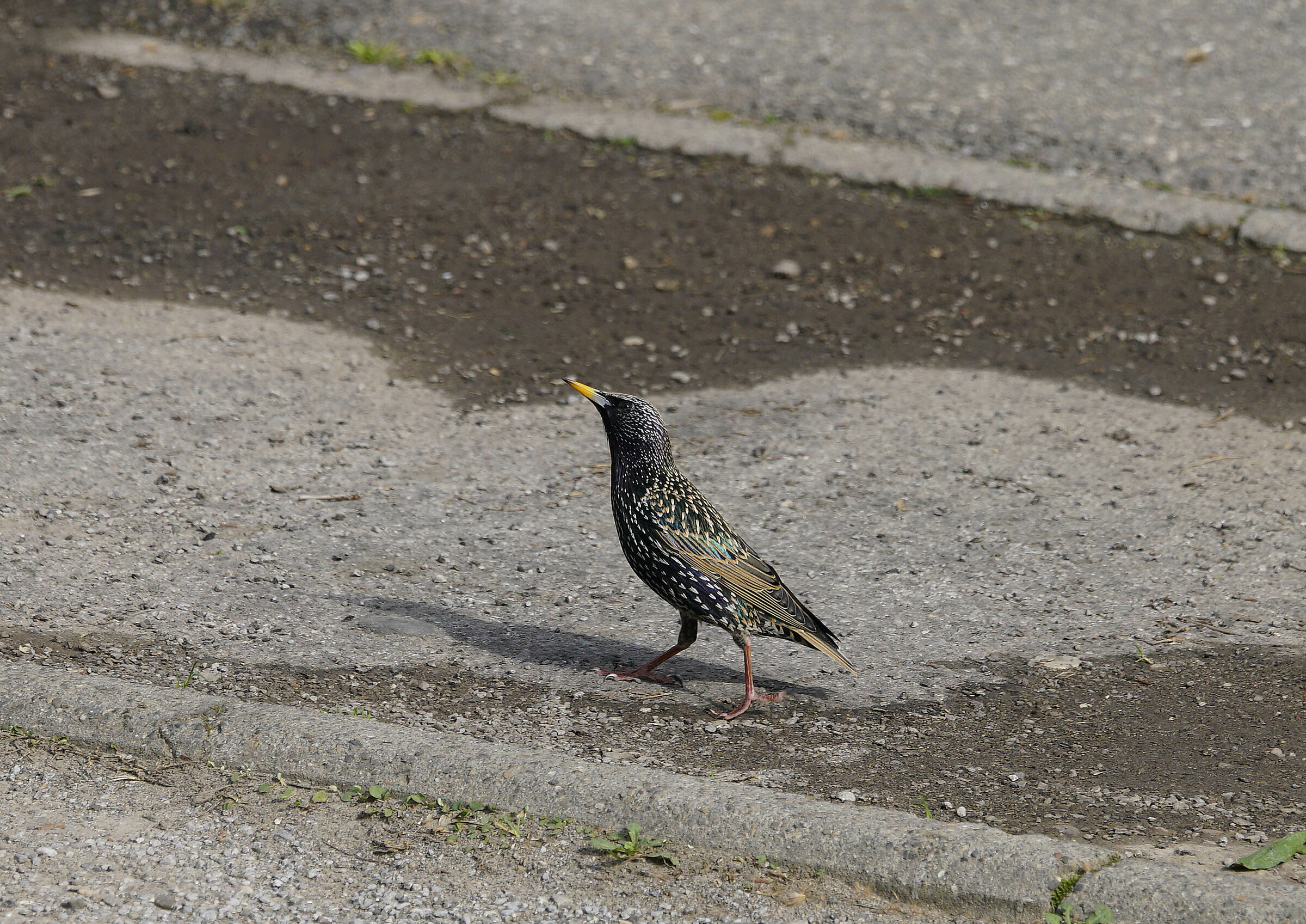 Nel giardino condominiale