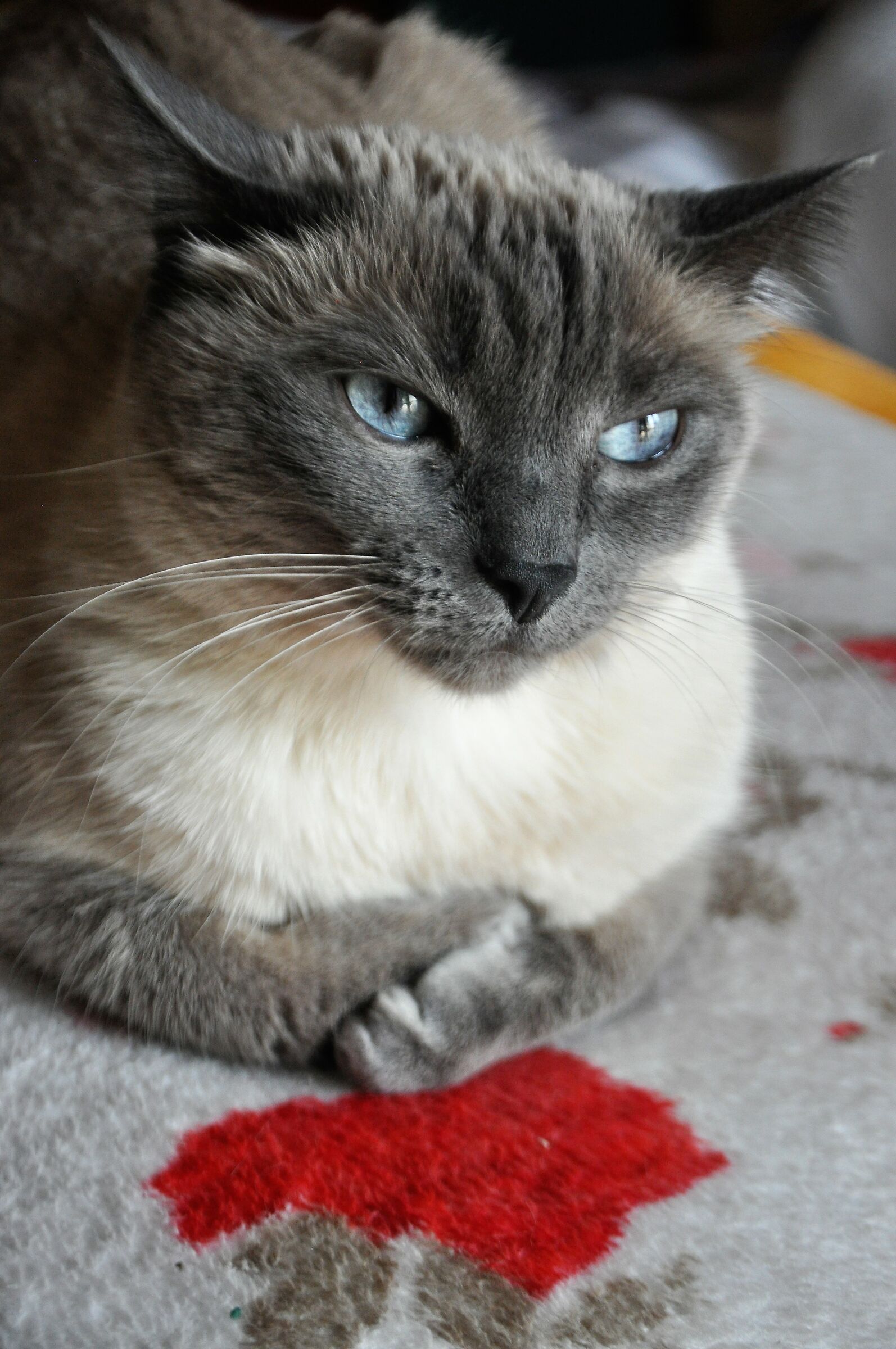 ...riposo pomeridiano...