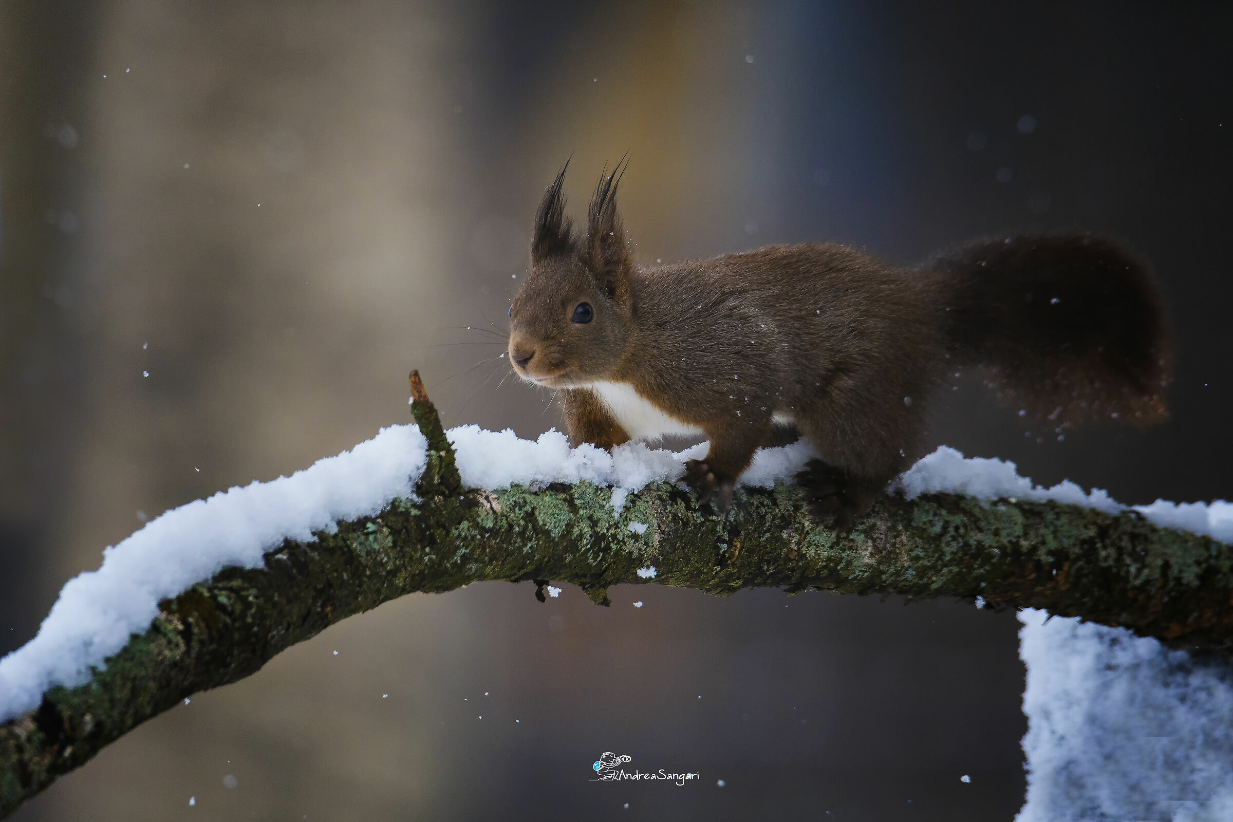 Il folletto sotto la neve