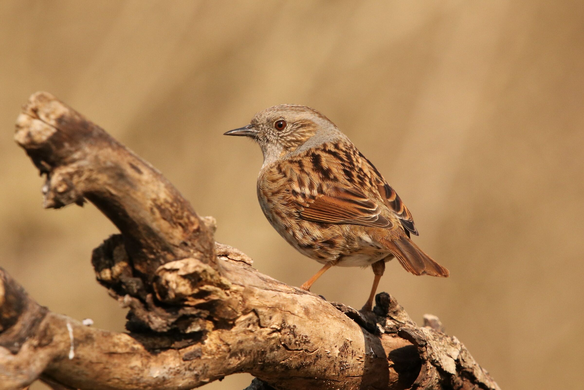Passera scopaiola