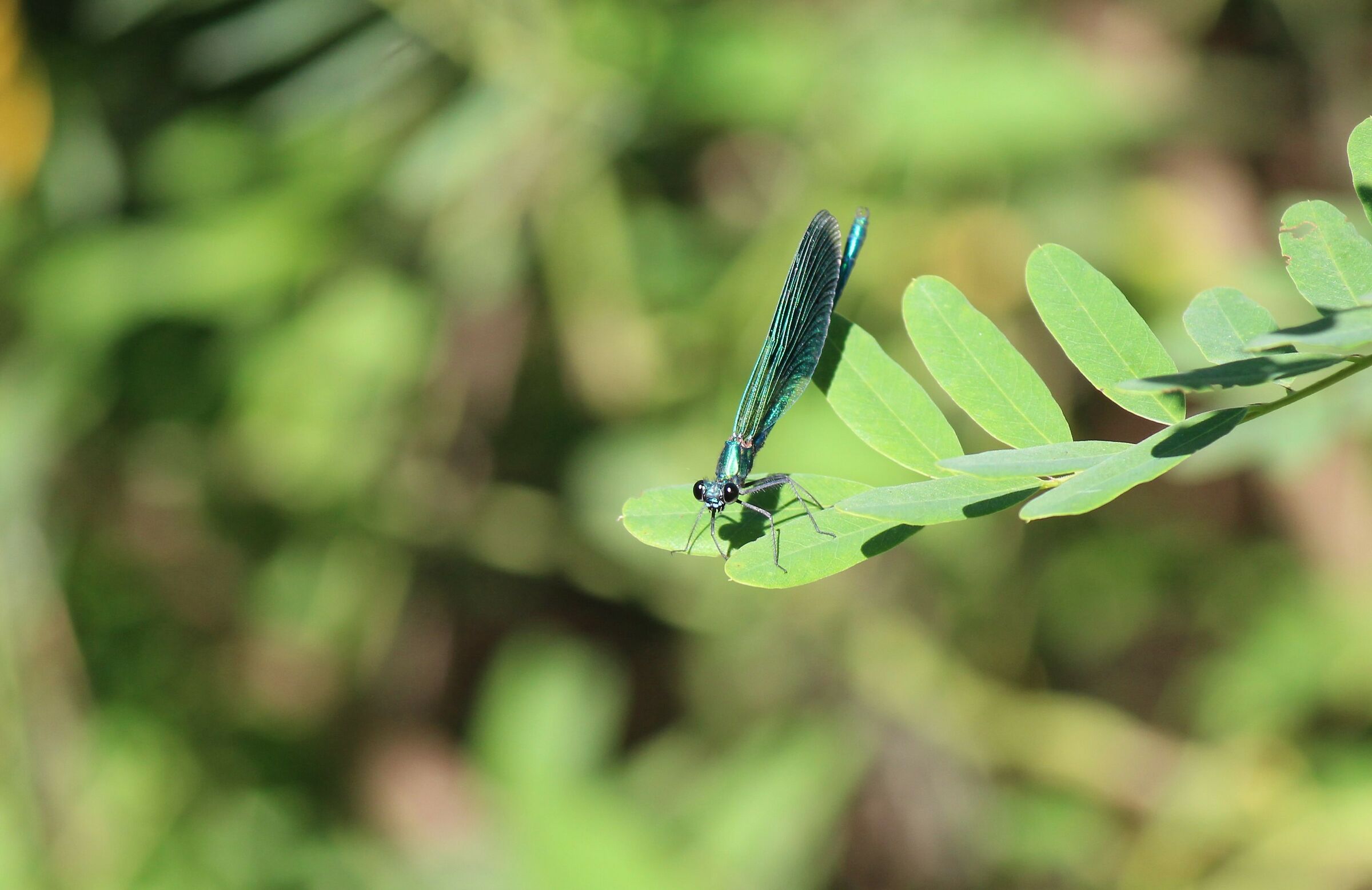 Calopteryx virgo