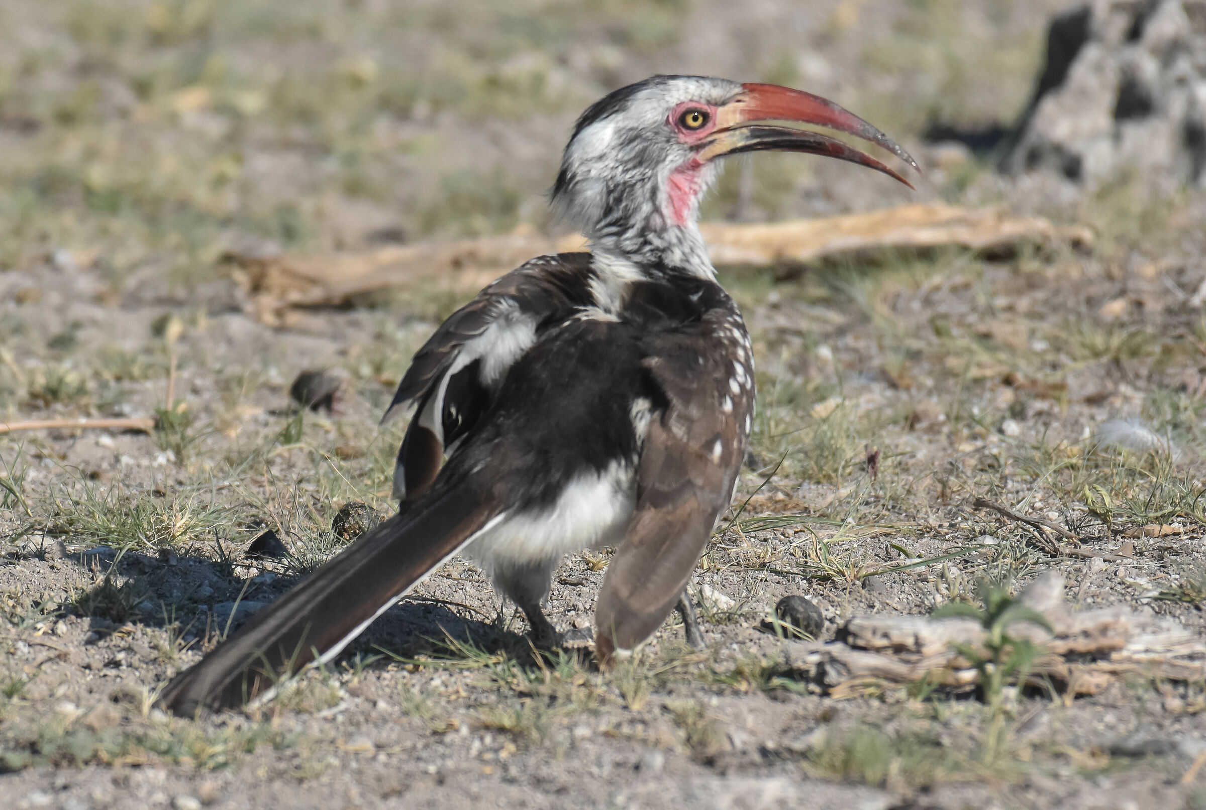 Il bucero dal becco rosso