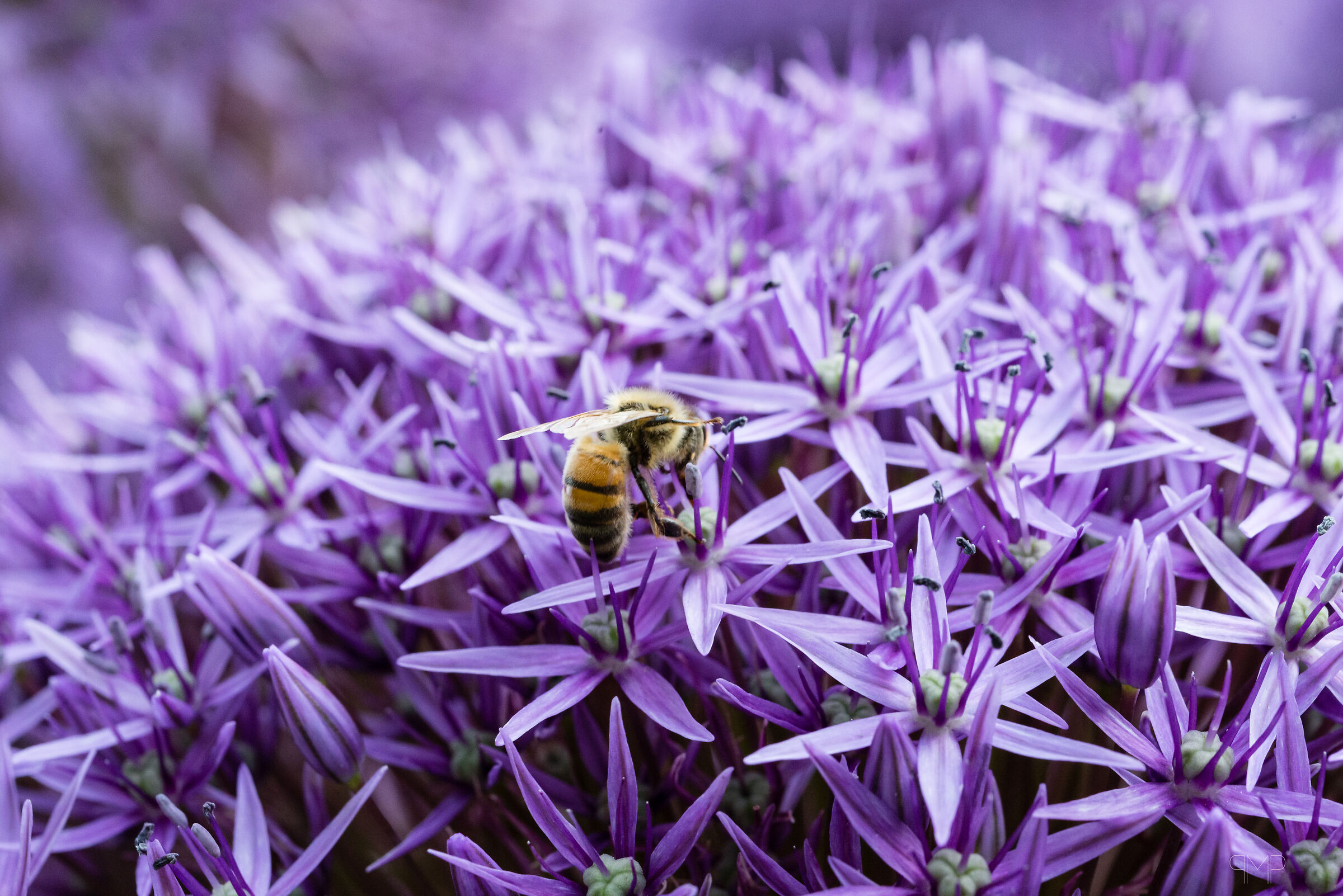 Pollinating an Allium