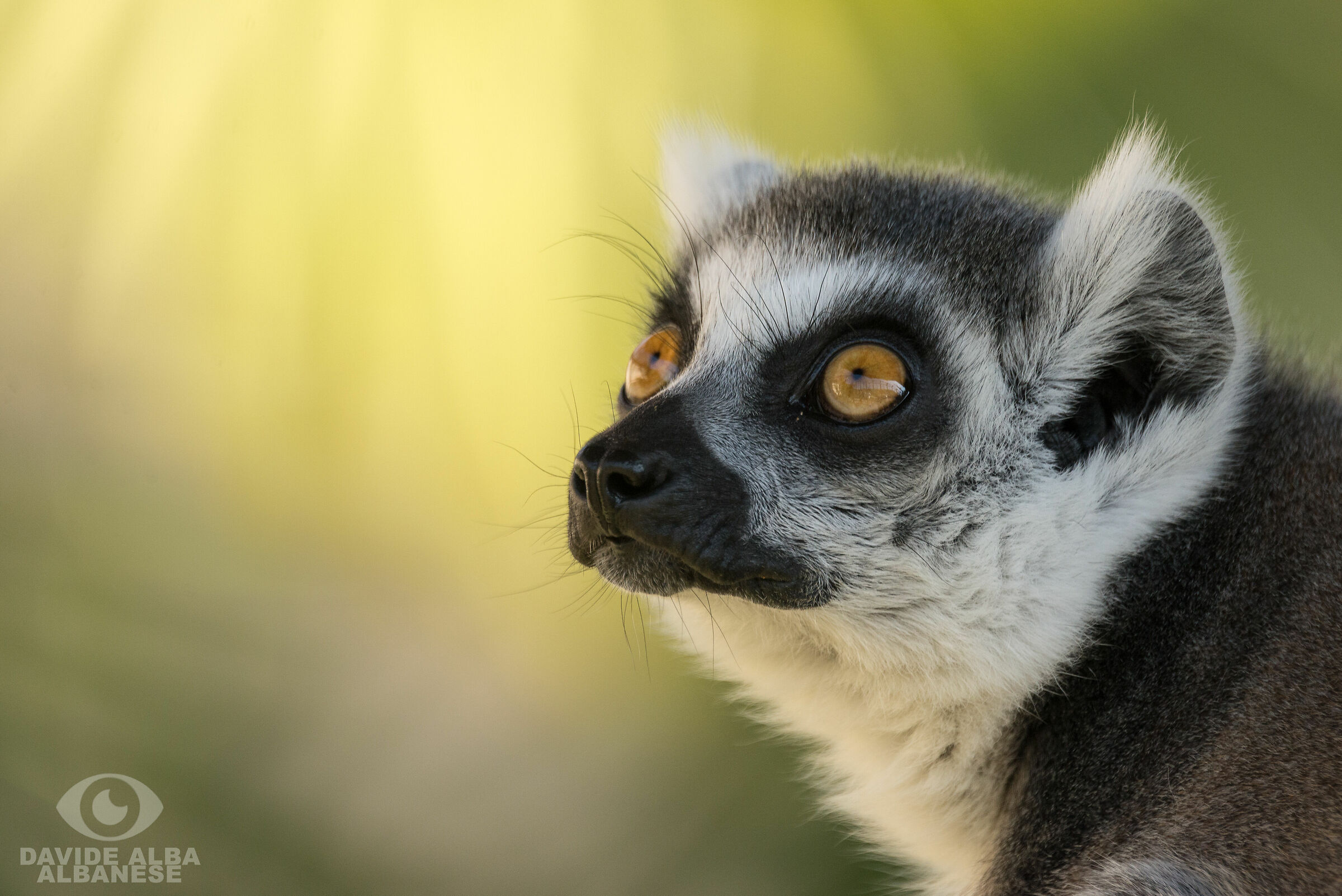 Re Julian 13°, autoproclamatosi signore dei lemuri etc.