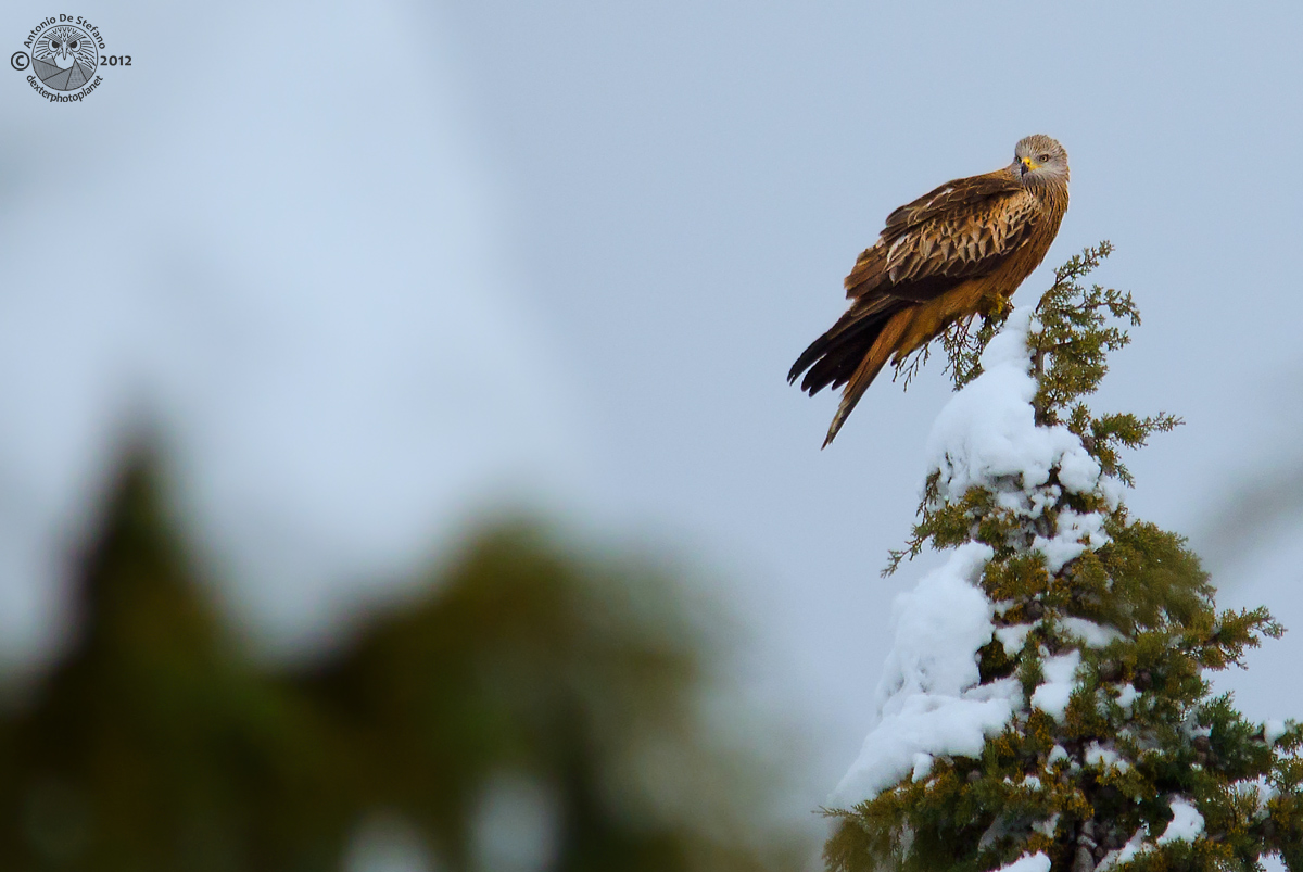 Il puntale dell'albero di Natale