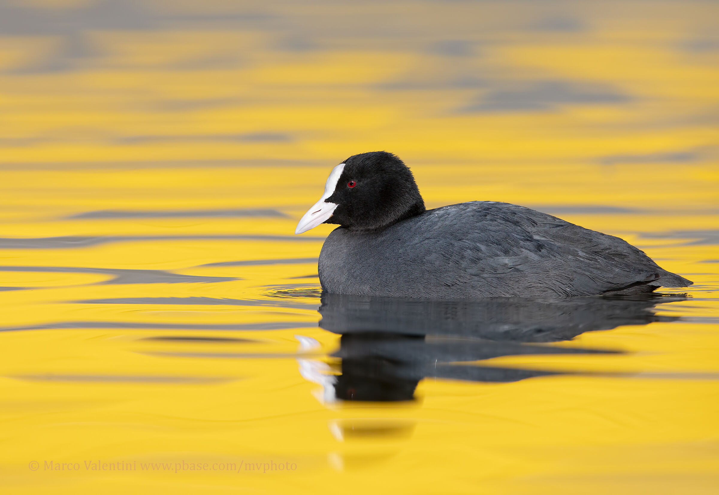 La signora in giallo