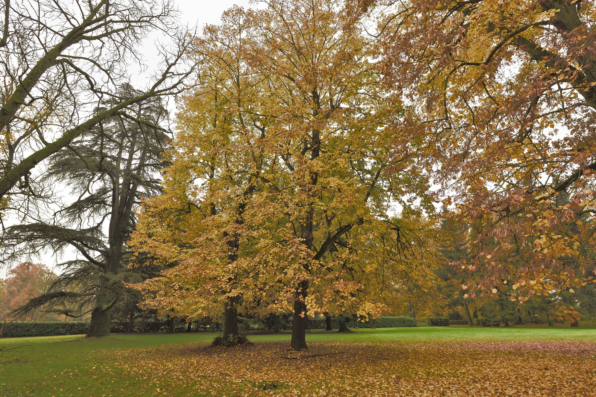 The park of Villa Badia