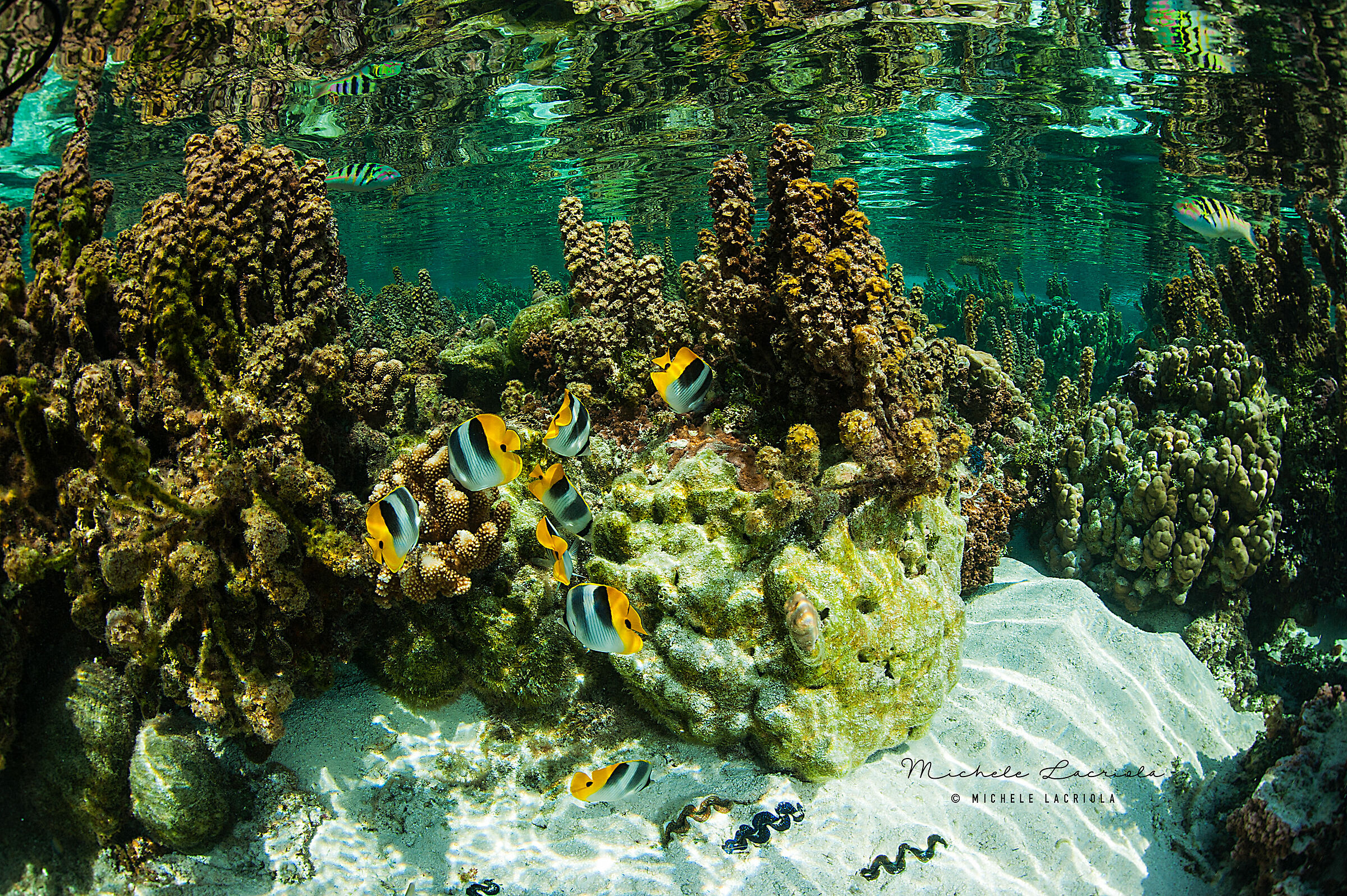 Acquario naturale Polinesia