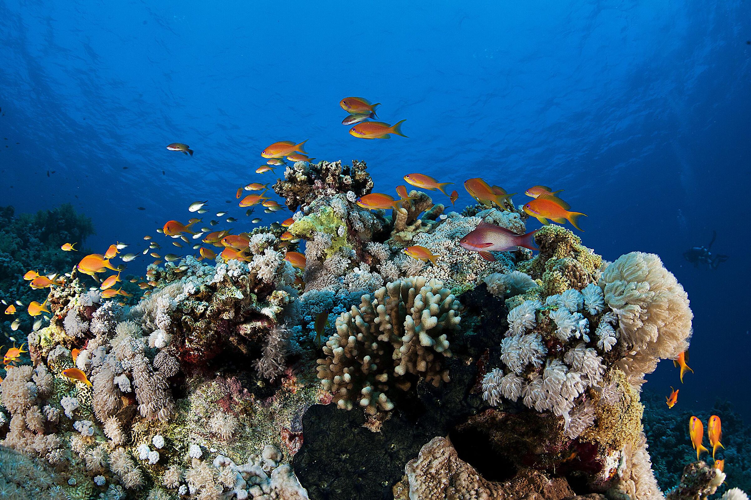 Acquario del mar Rosso