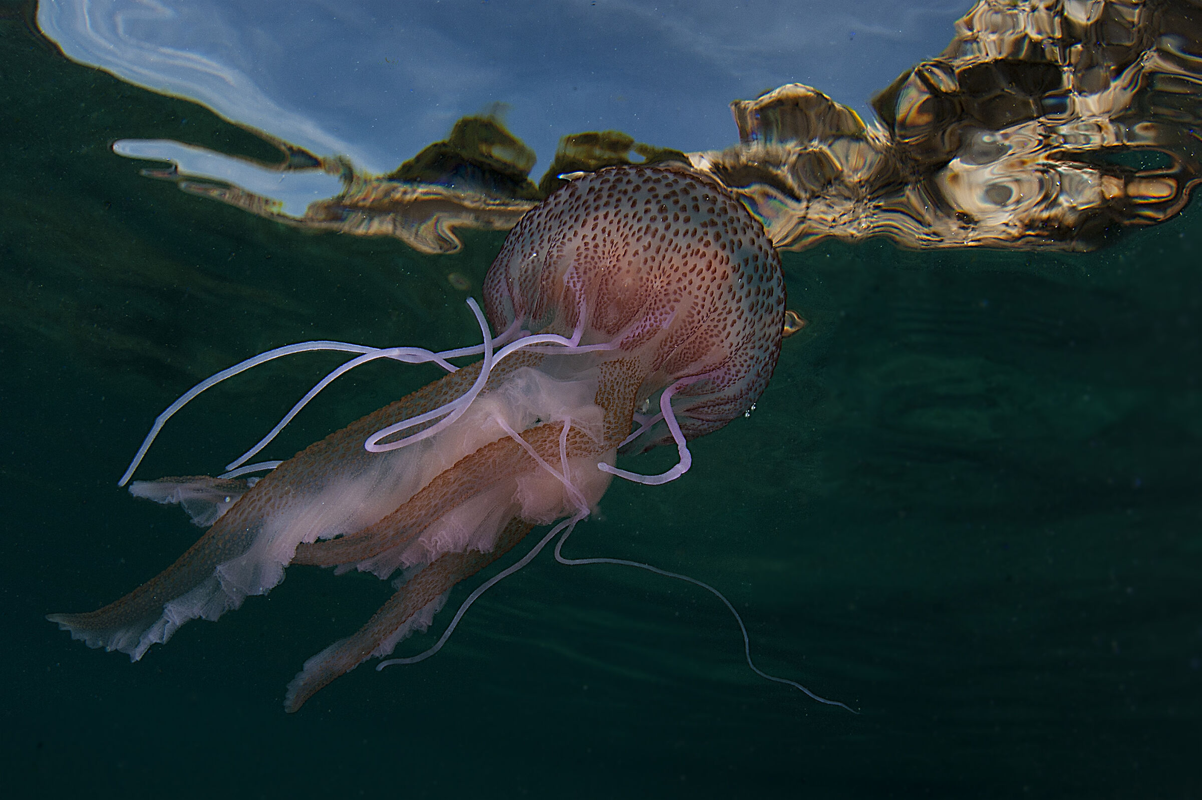MedusaPelagia noctiluca