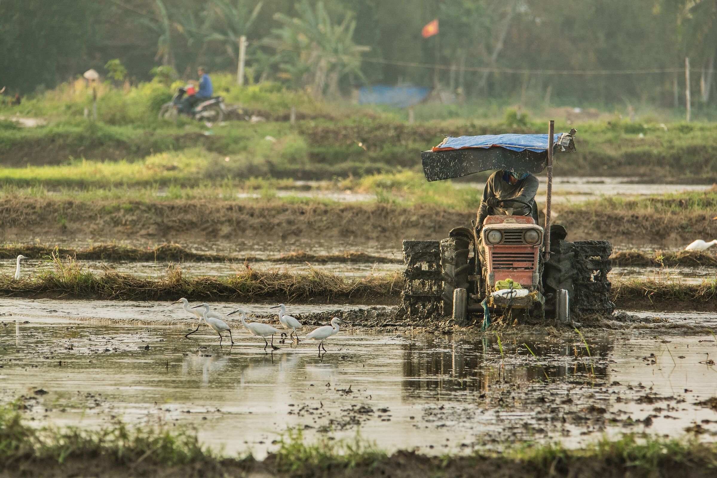 Vietnam-Work in the fields