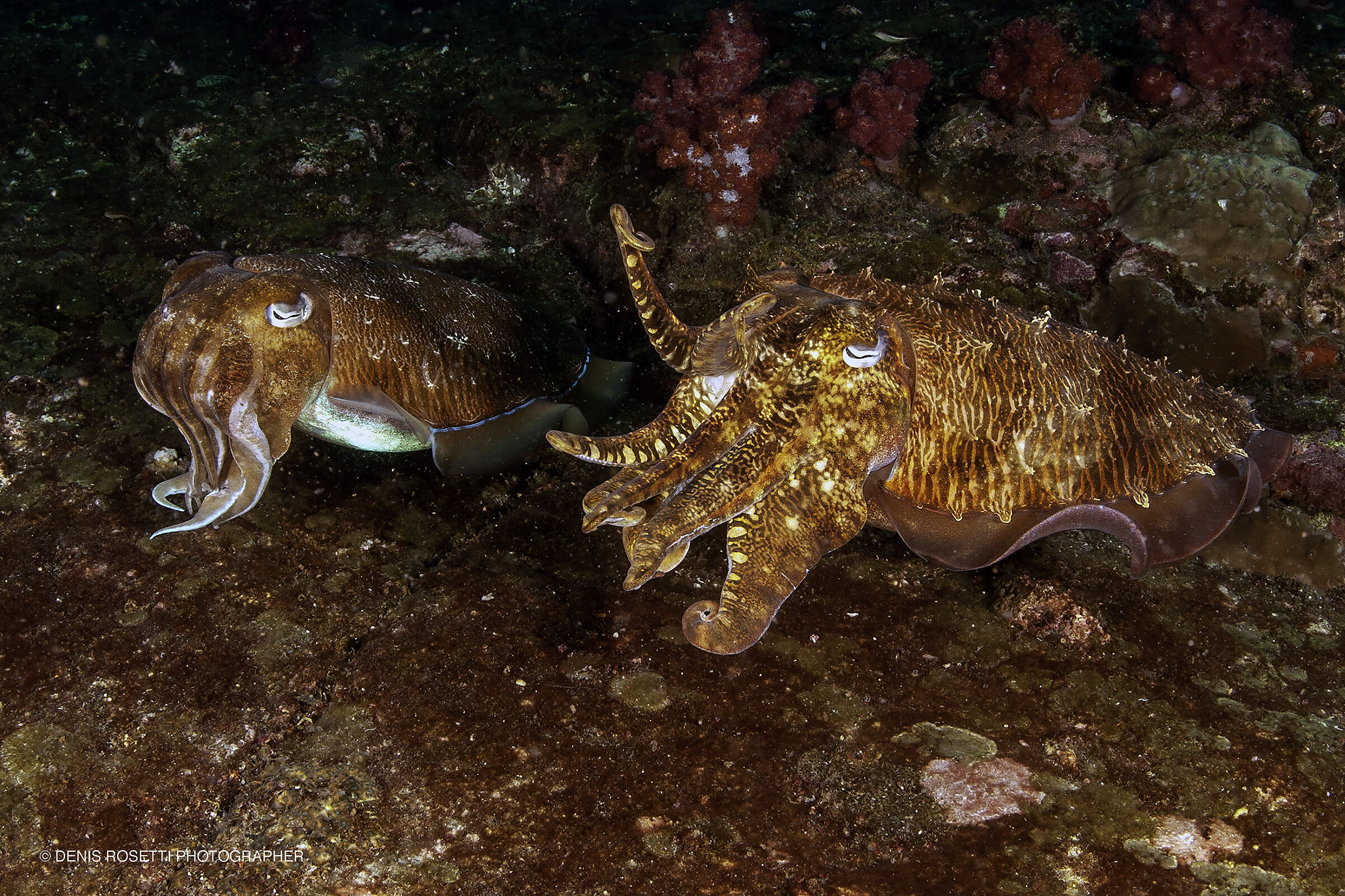 Bradclub Cuttlefish (Sepia latimamus)