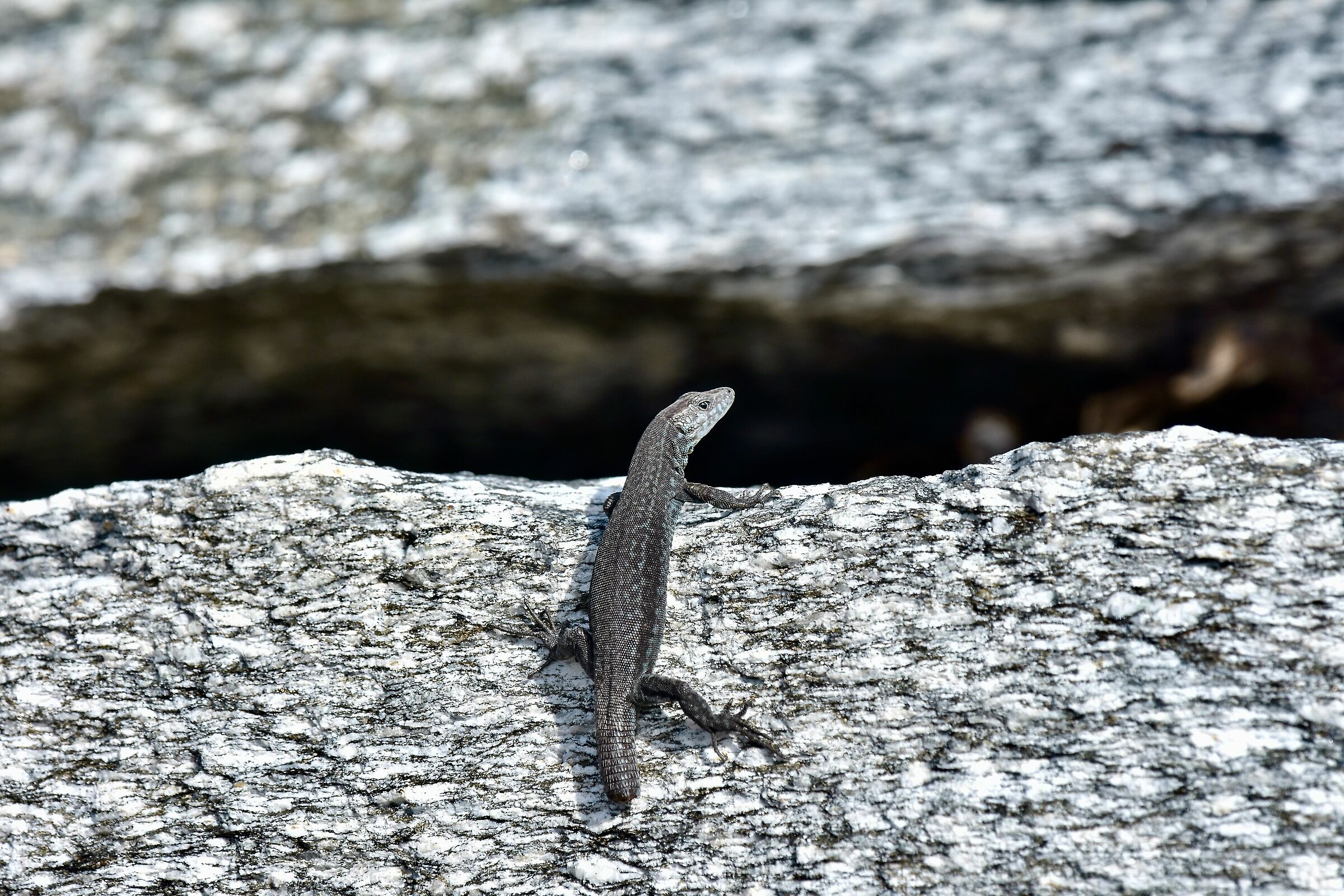 Lucertola muraiola melanica