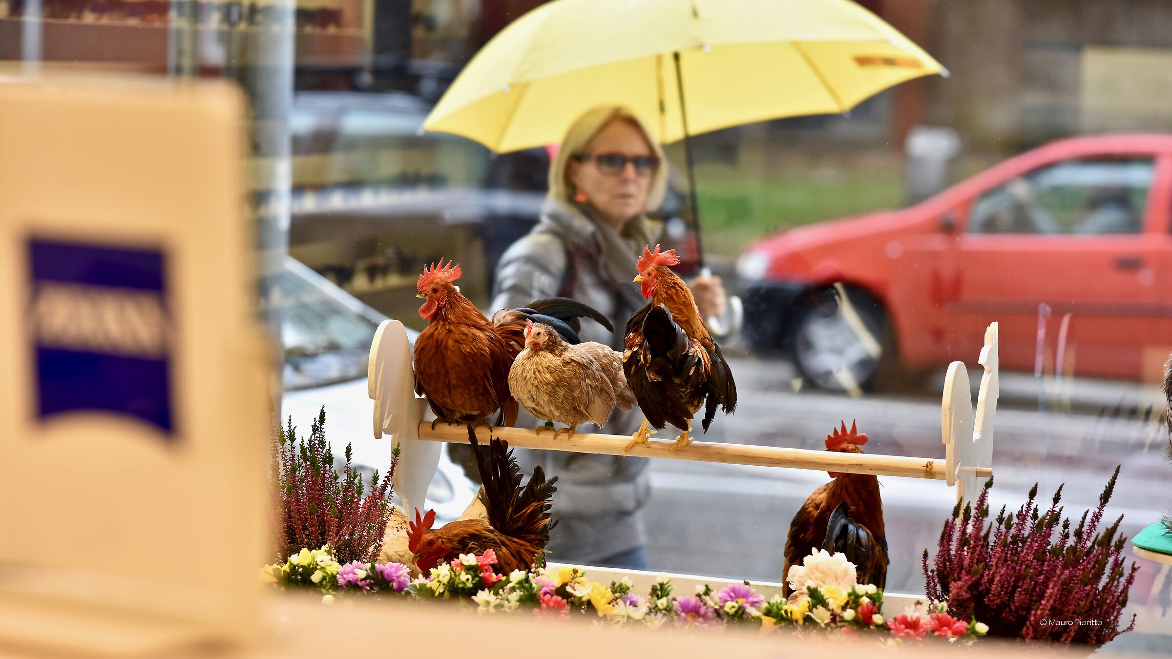 Galli e galline in vetrina