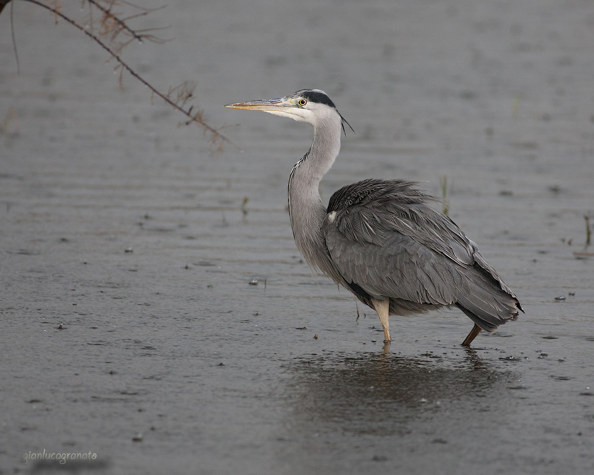 Gray heron