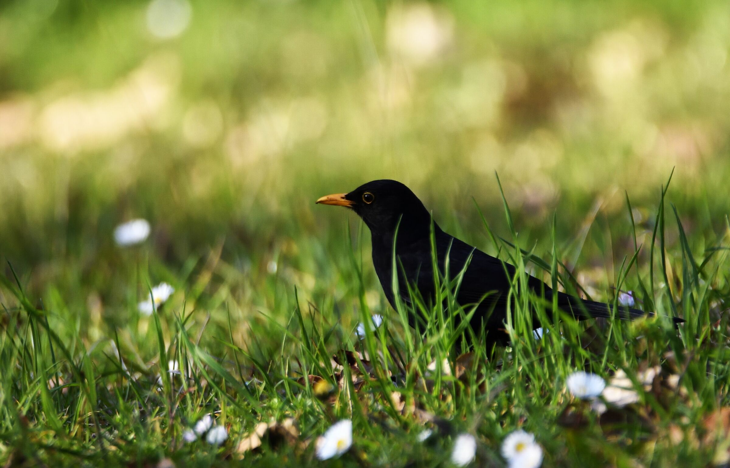 Blackbird among the daisies