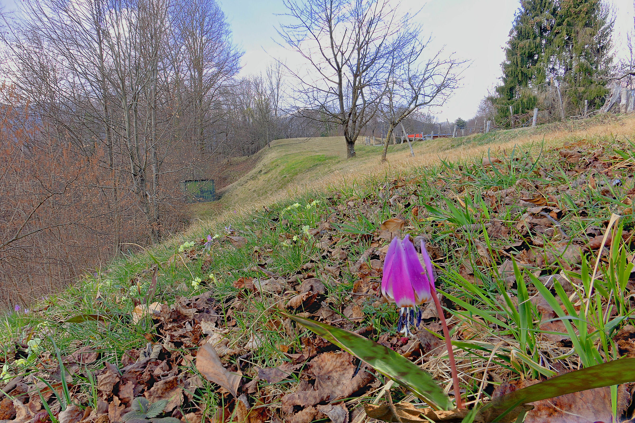 Dente di cane ambientato