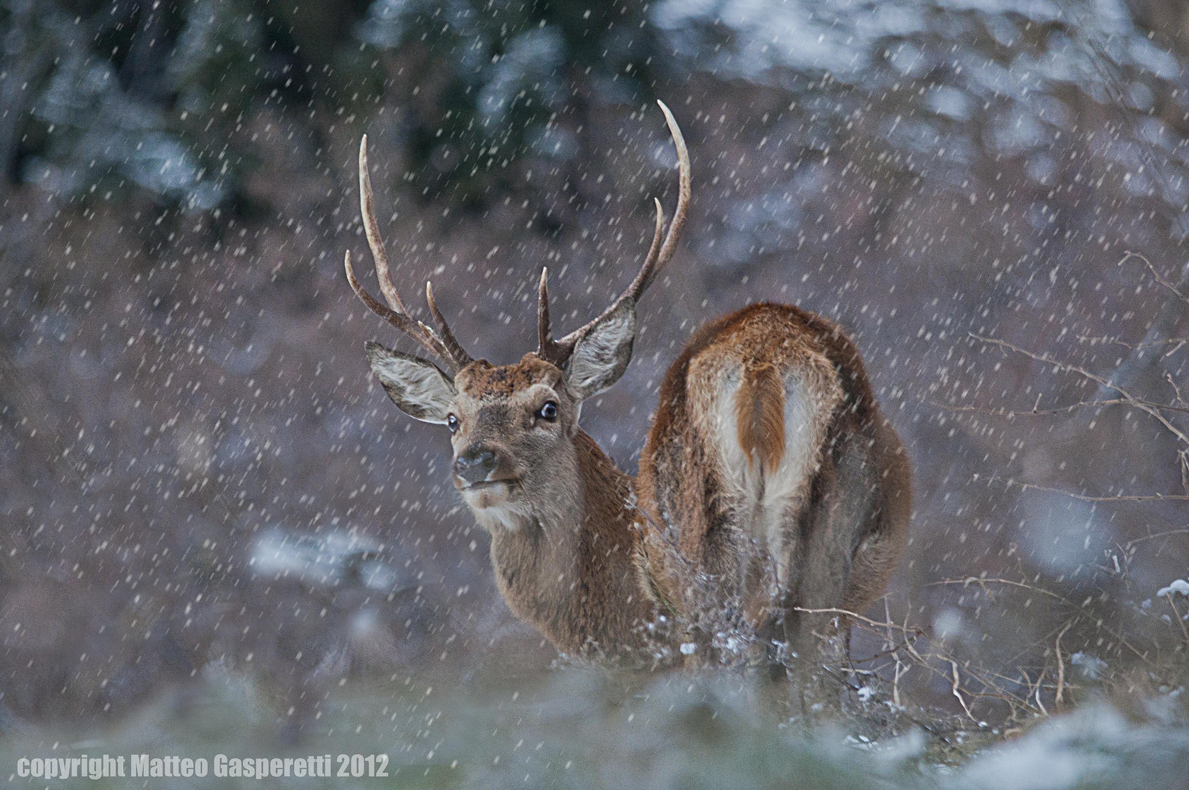 Cervo (Cervus Elaphus)