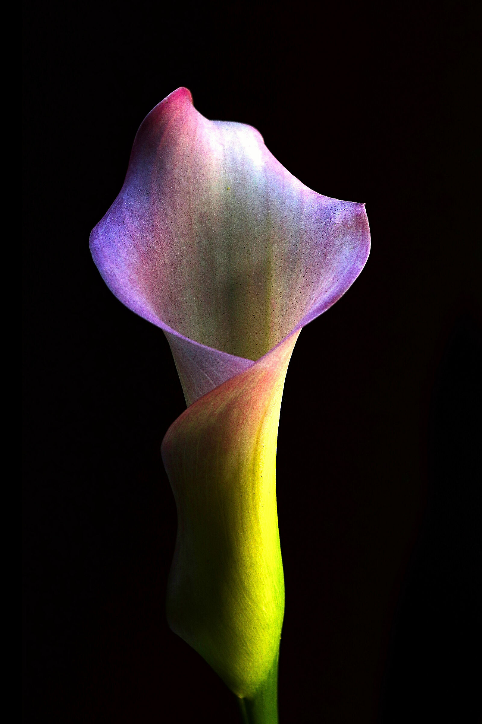 Calla