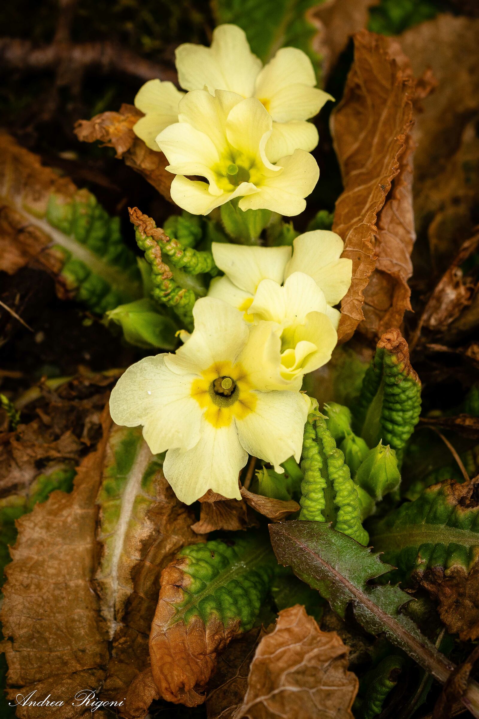 Primula