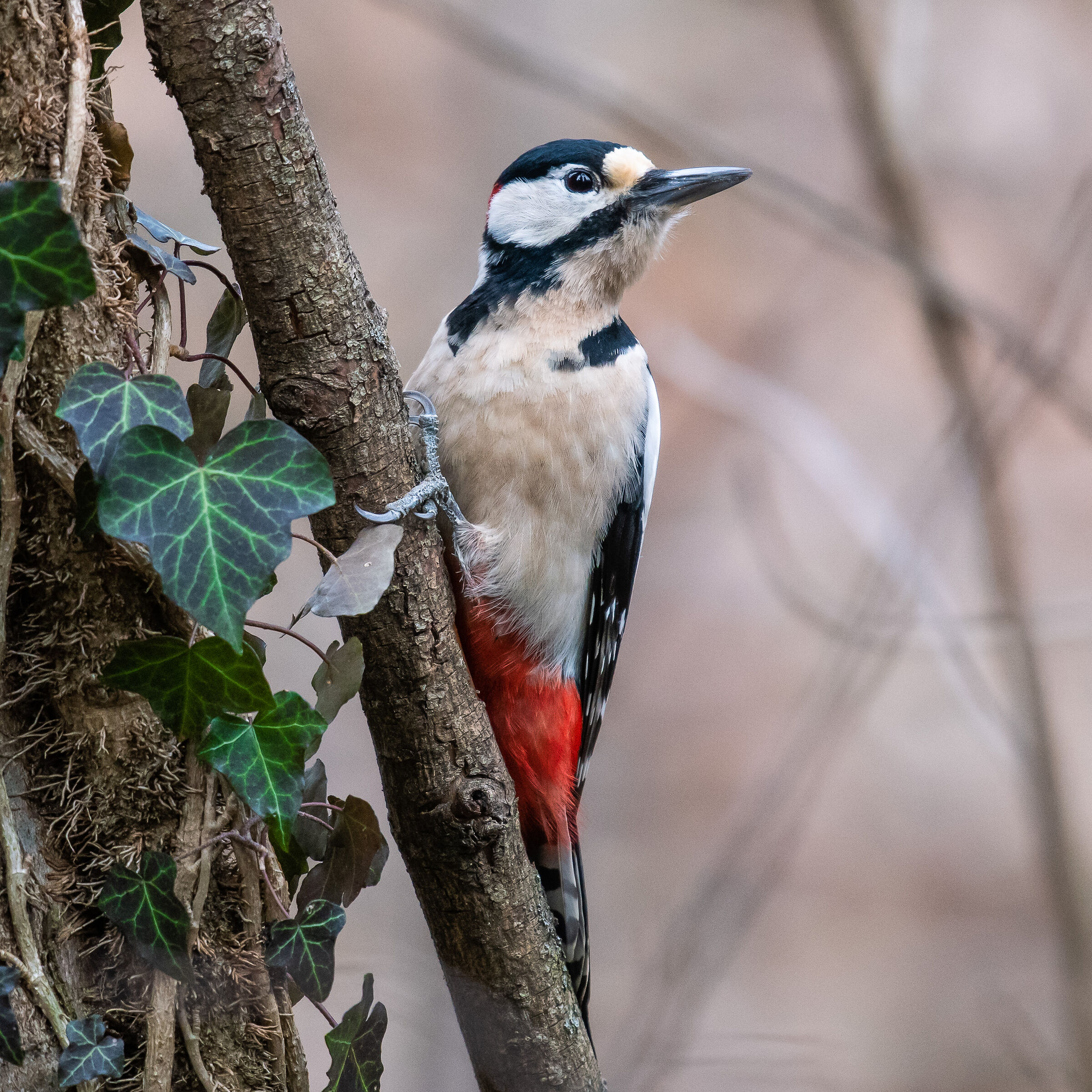 Picchio rosso maschio