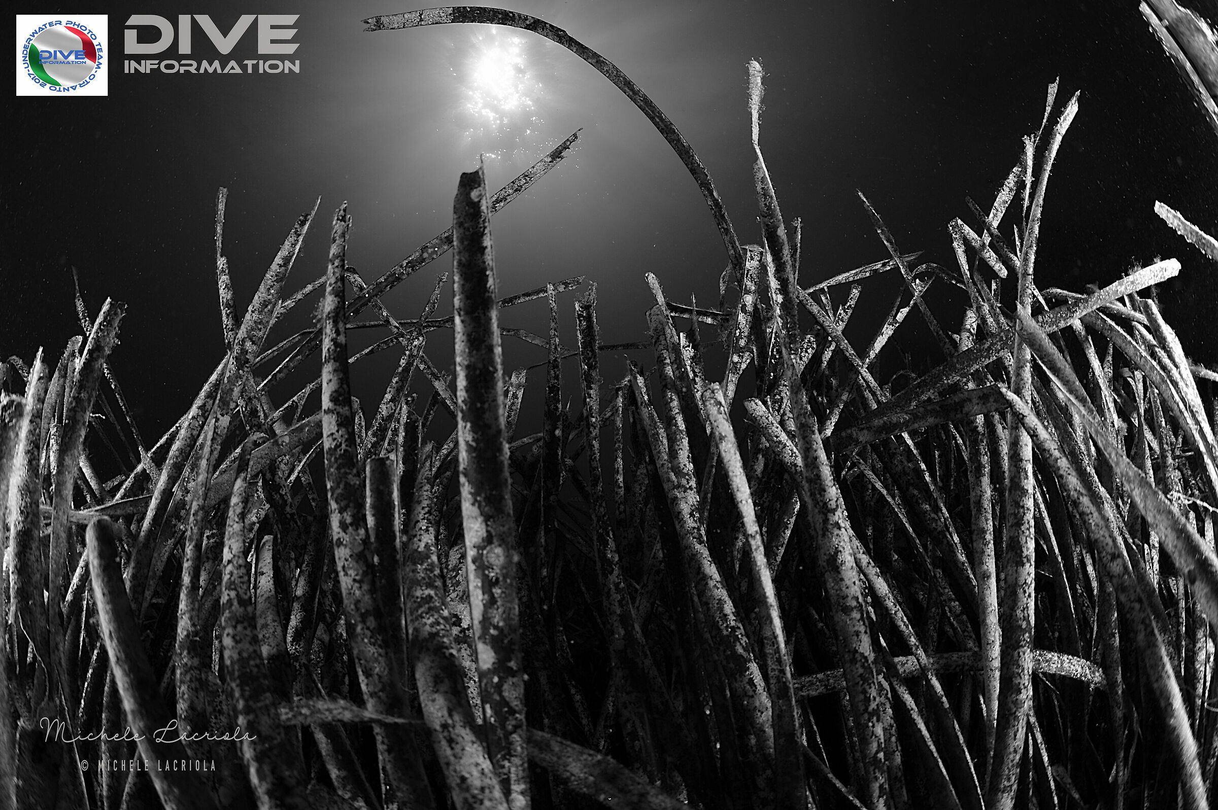 Campipnati italiani 2017 fotosub