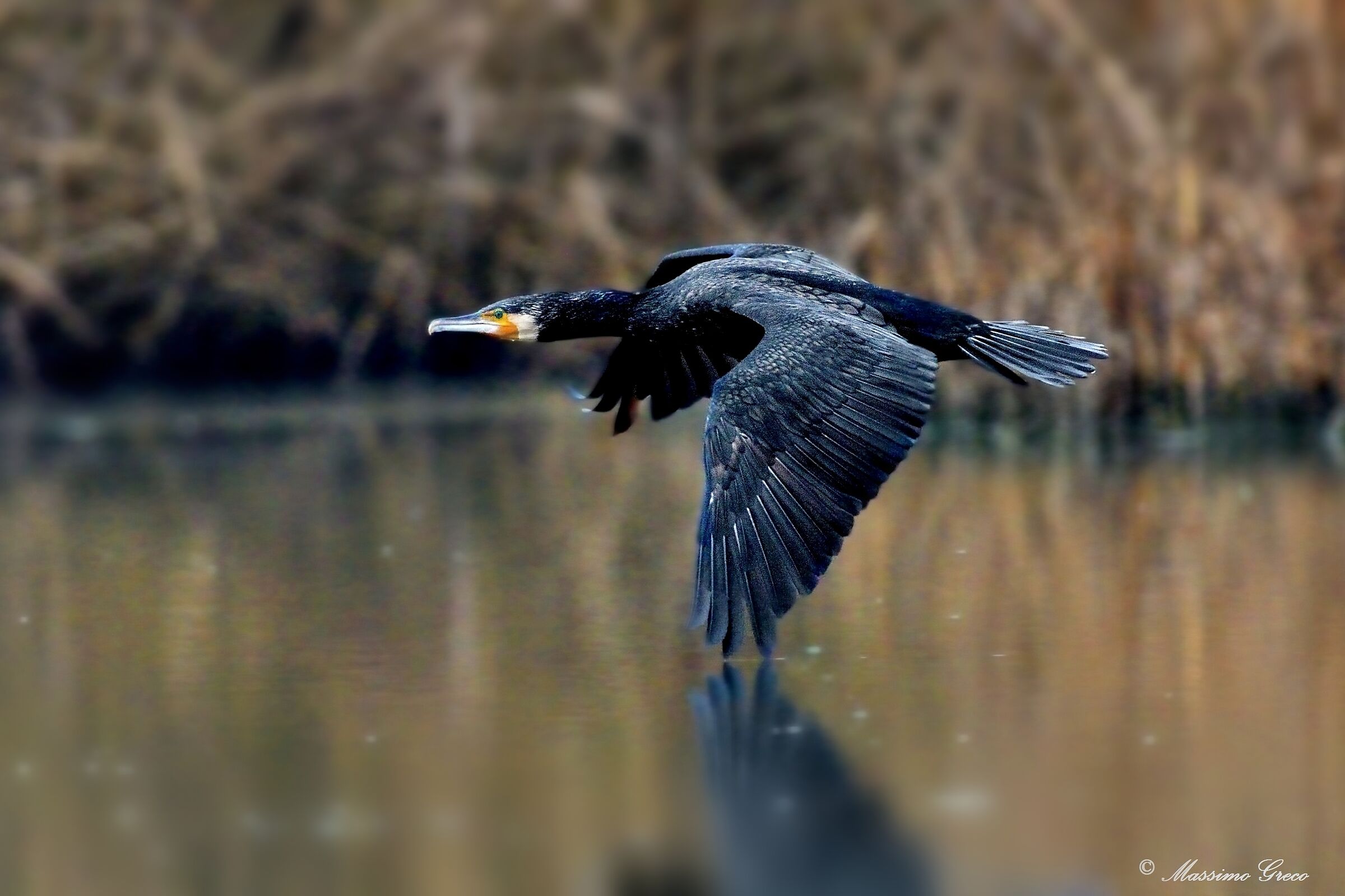 Cormorant