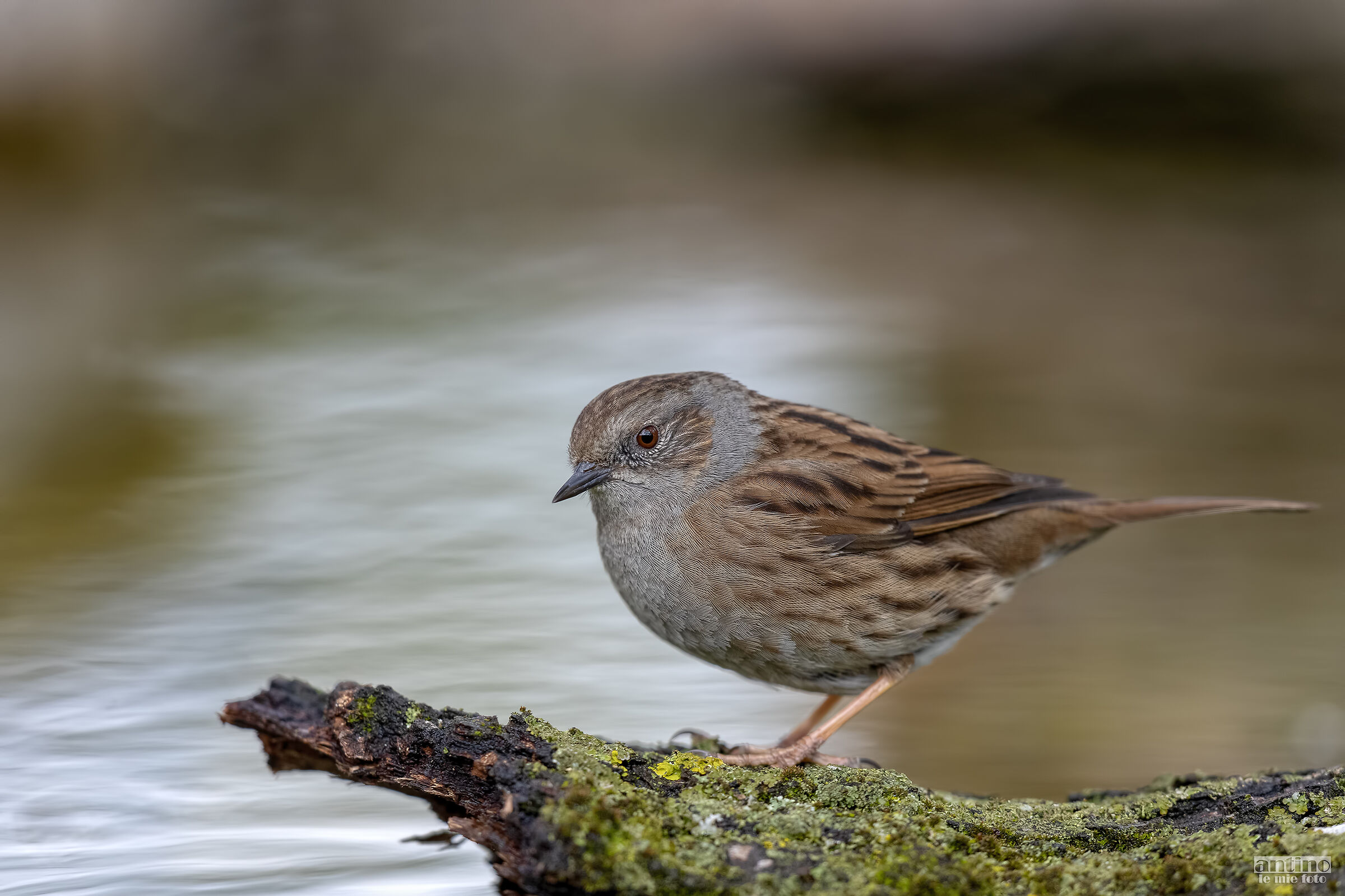 Passera Dunnock
