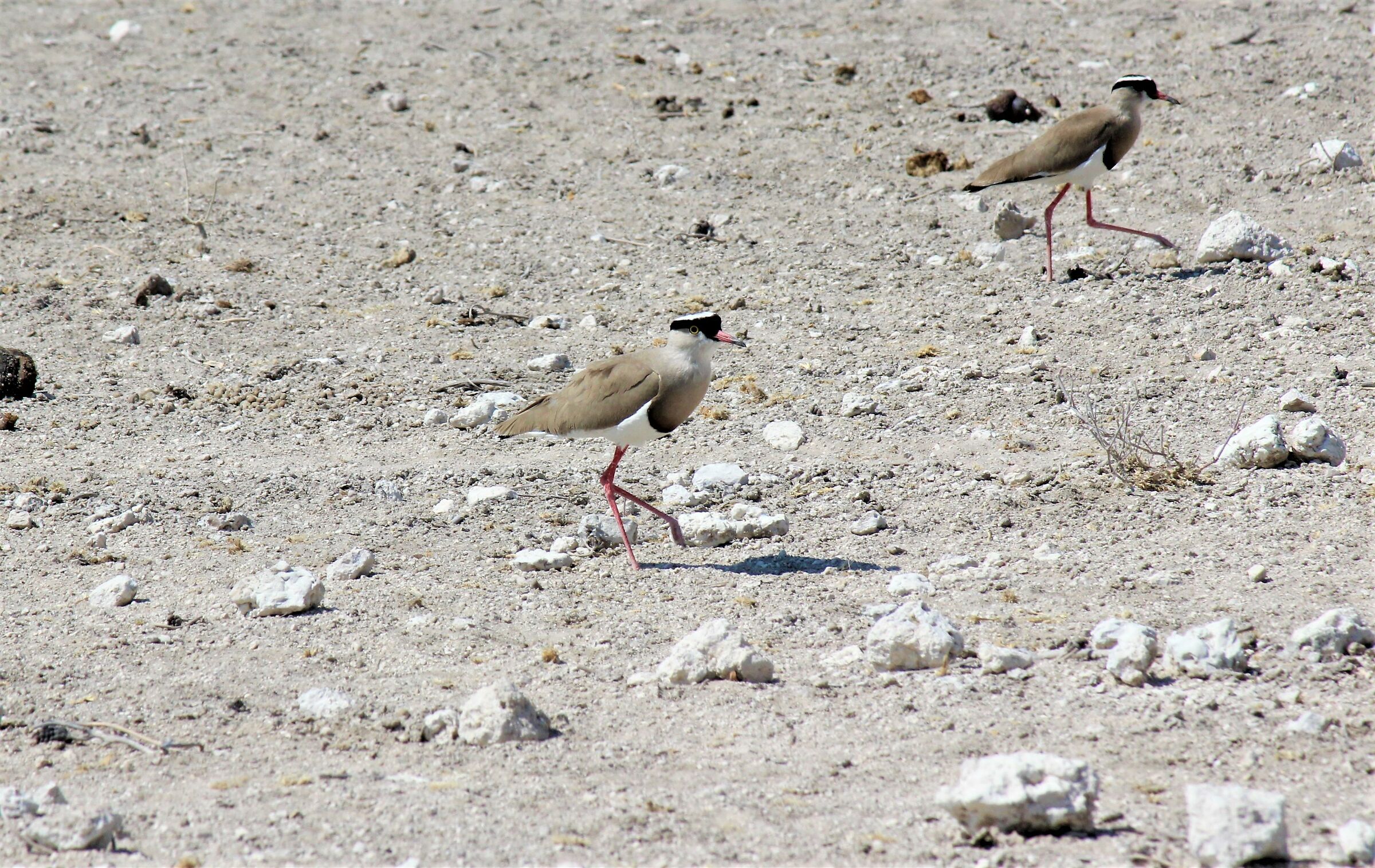 The march of the Panvonelle-crowned Lapwing