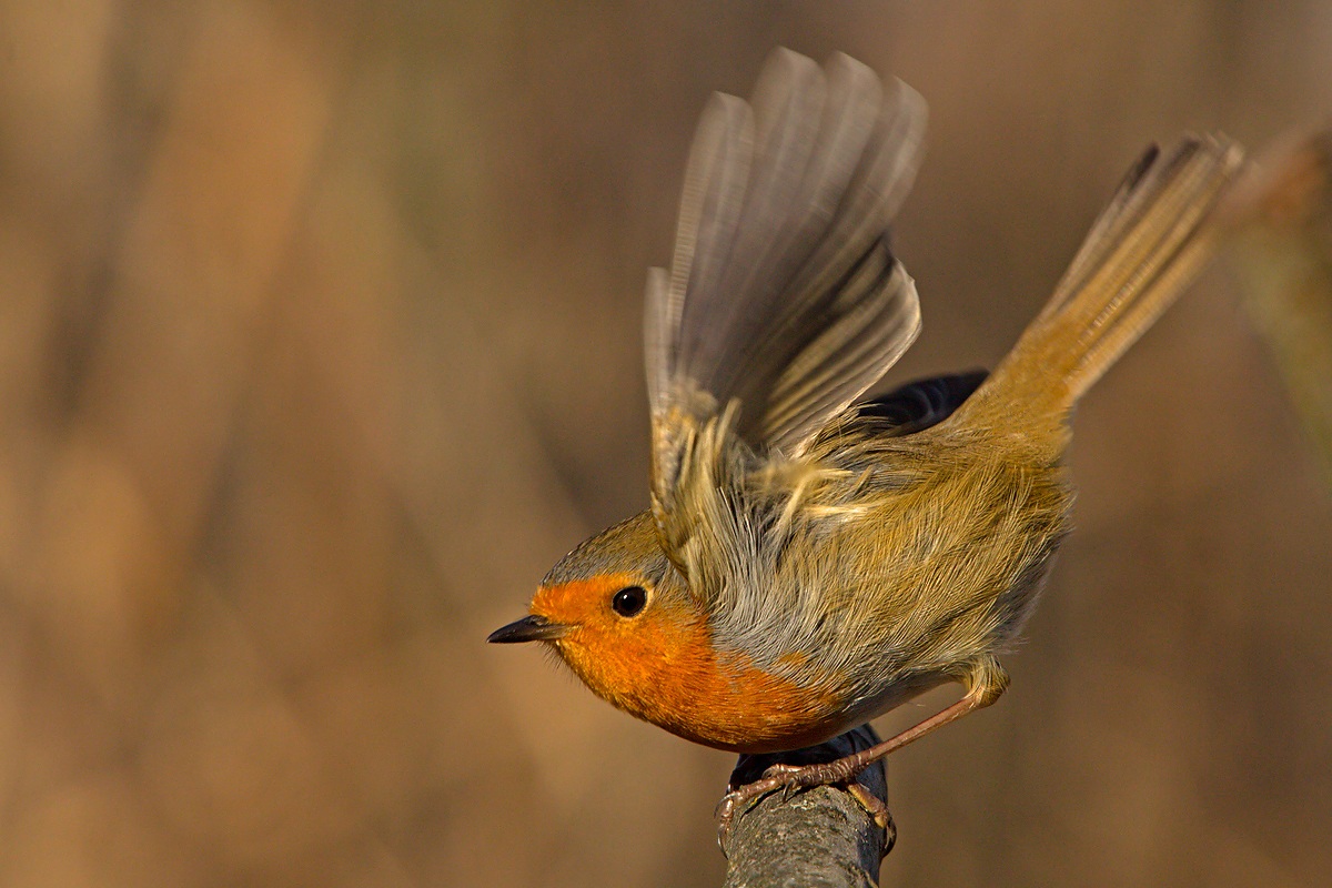 Robin (Erithacus rubecula)