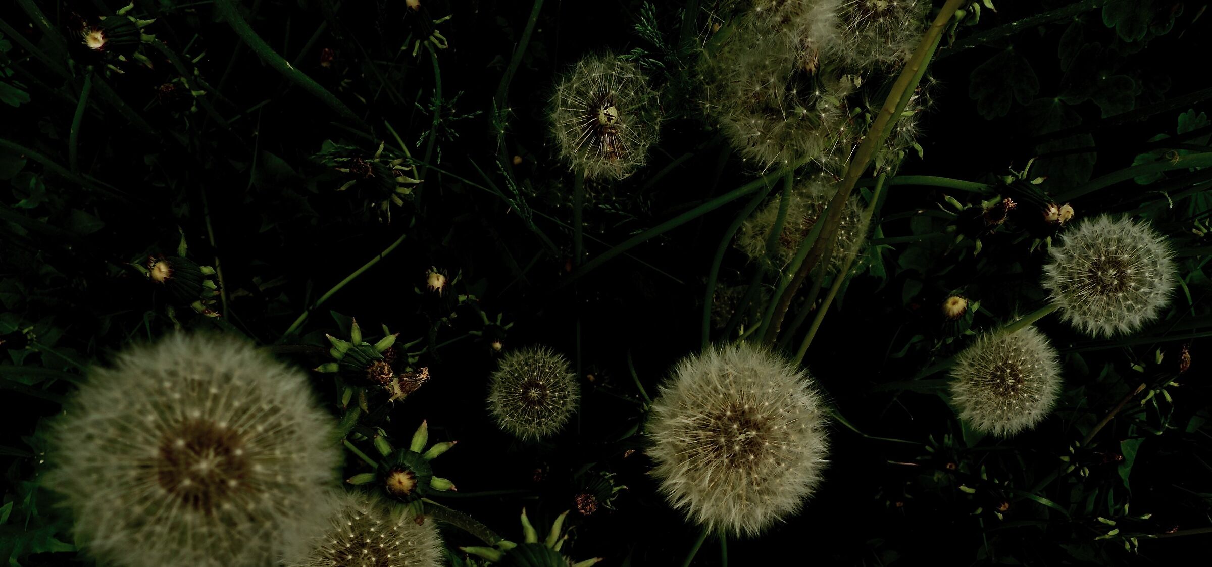 Psychedelic flowers