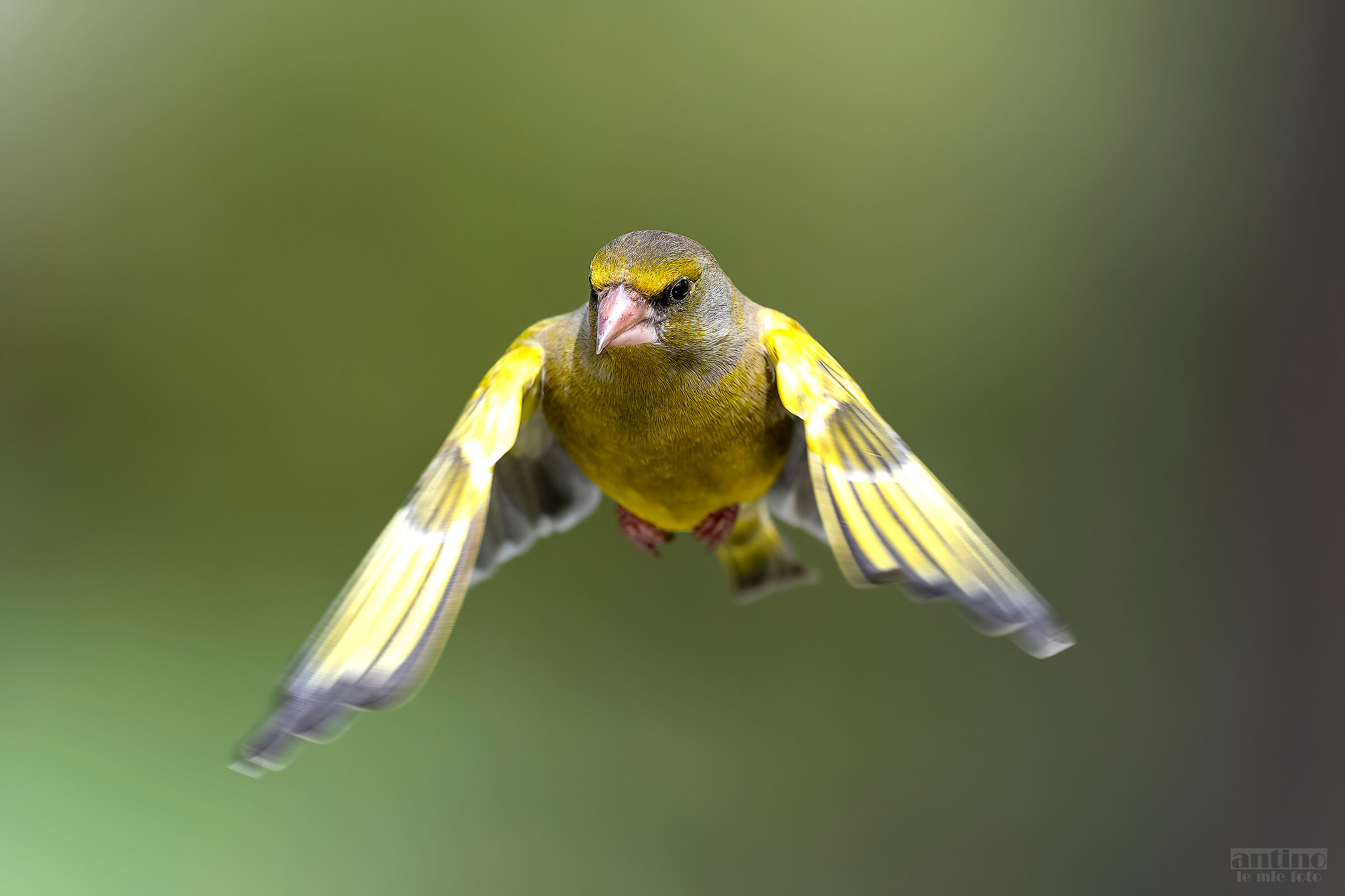 A greenfinch
