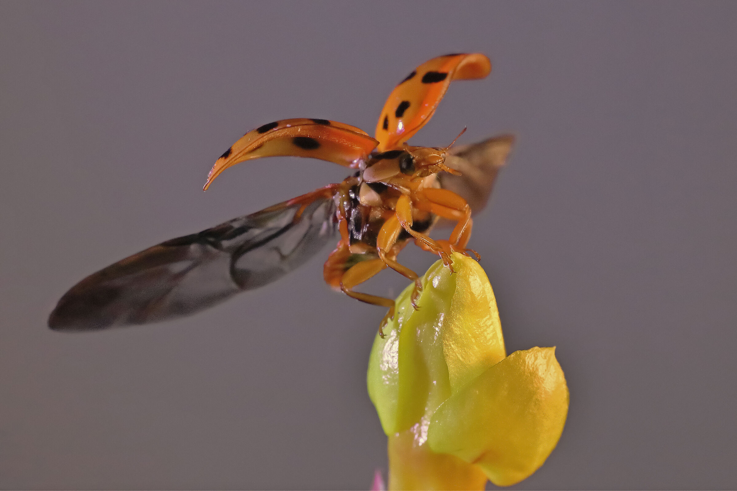 coccinella in decollo "ciack2"