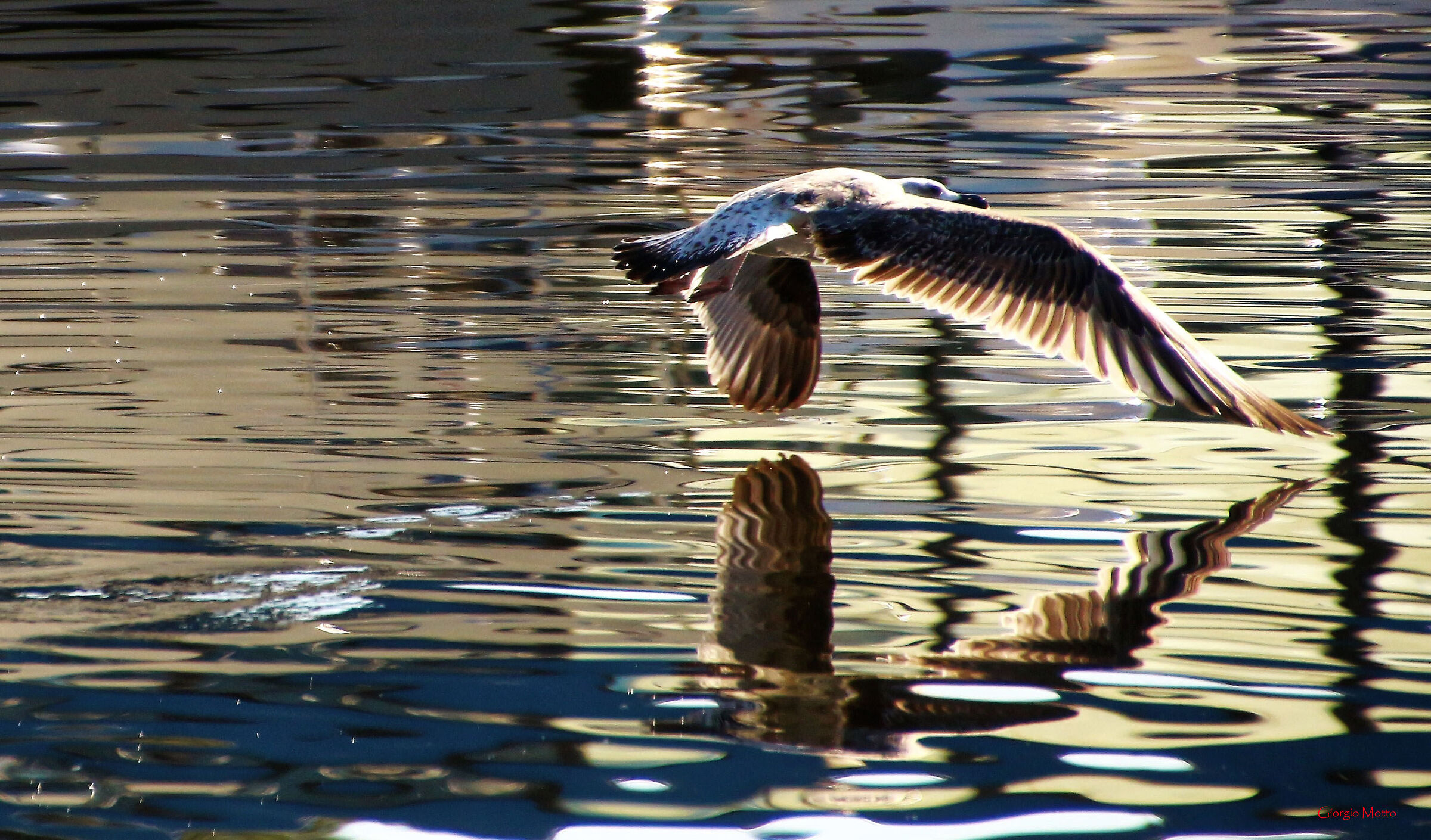 Il gabbiano e il suo riflesso