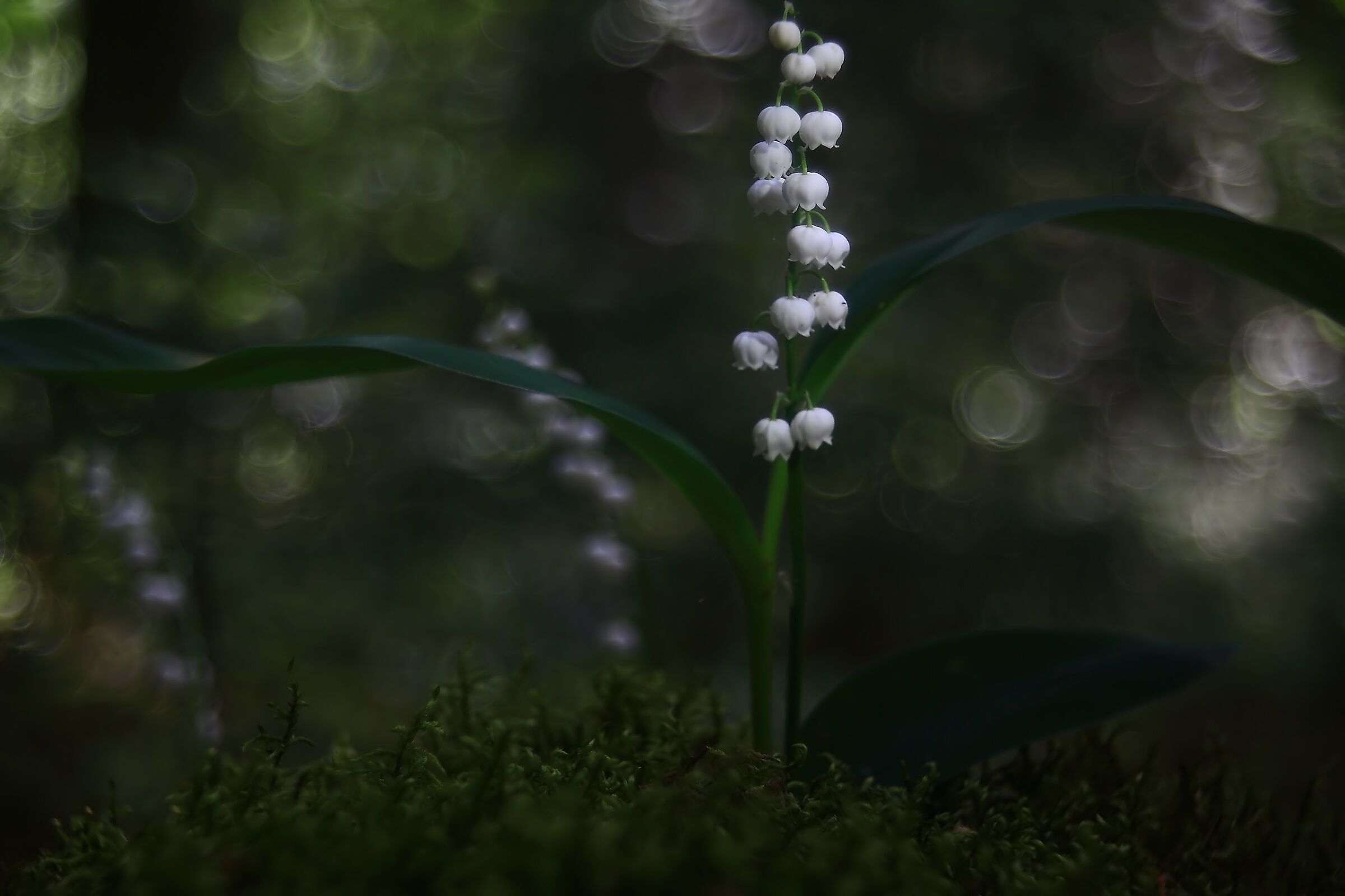 Care signore, felice 8 marzo!