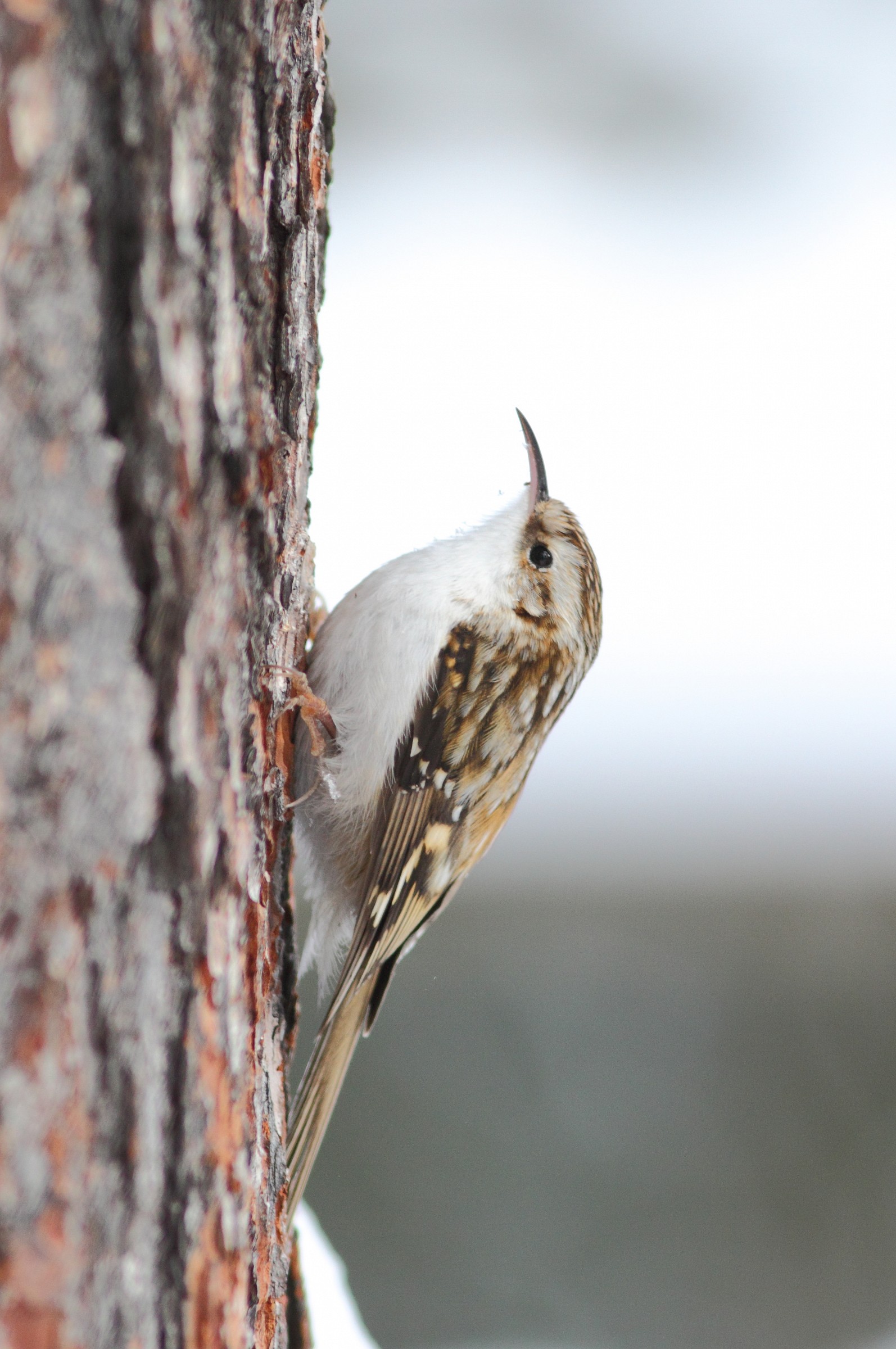 Treecreeper "stolen"